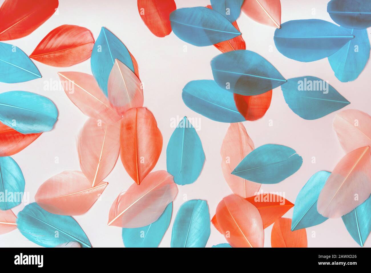 Mehrfarbige Federn von Blau und Rot auf pinkfarbenem Pastellhintergrund Stockfoto