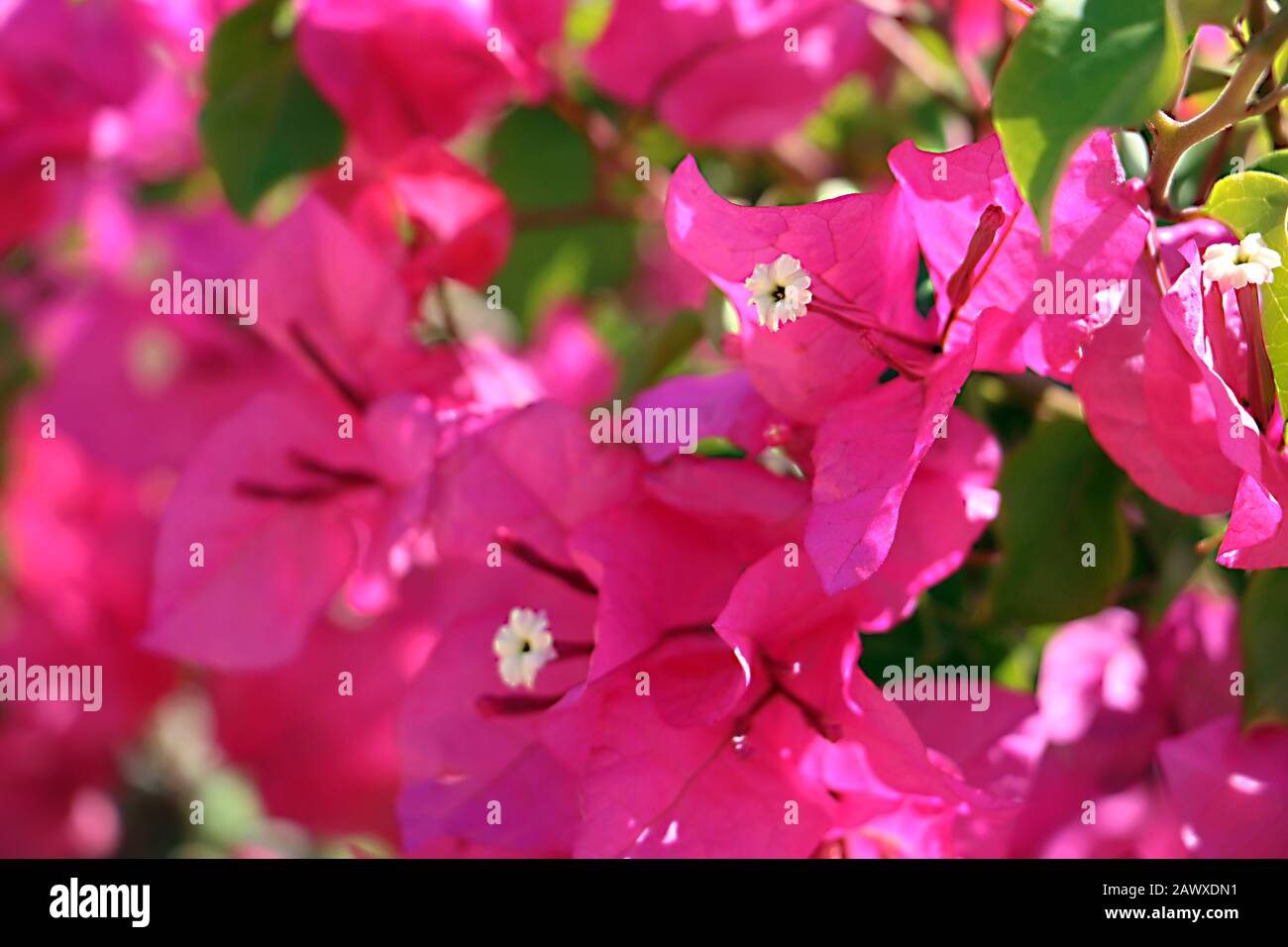 Rote Blumen im Garten, Sharm El-scheich, Ägypten Stockfoto