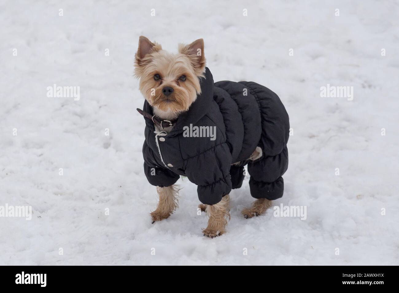 Der süße yorkshire Terrier Puppy in schwarzem Mantel blickt auf die Kamera. Haustiere. Reinrassige Hunde. Stockfoto