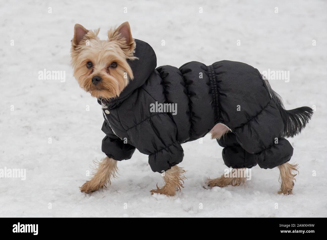Der süße yorkshire Terrier Welpe in schwarzem Mantel geht im Winterpark spazieren. Haustiere. Reinrassige Hunde. Stockfoto