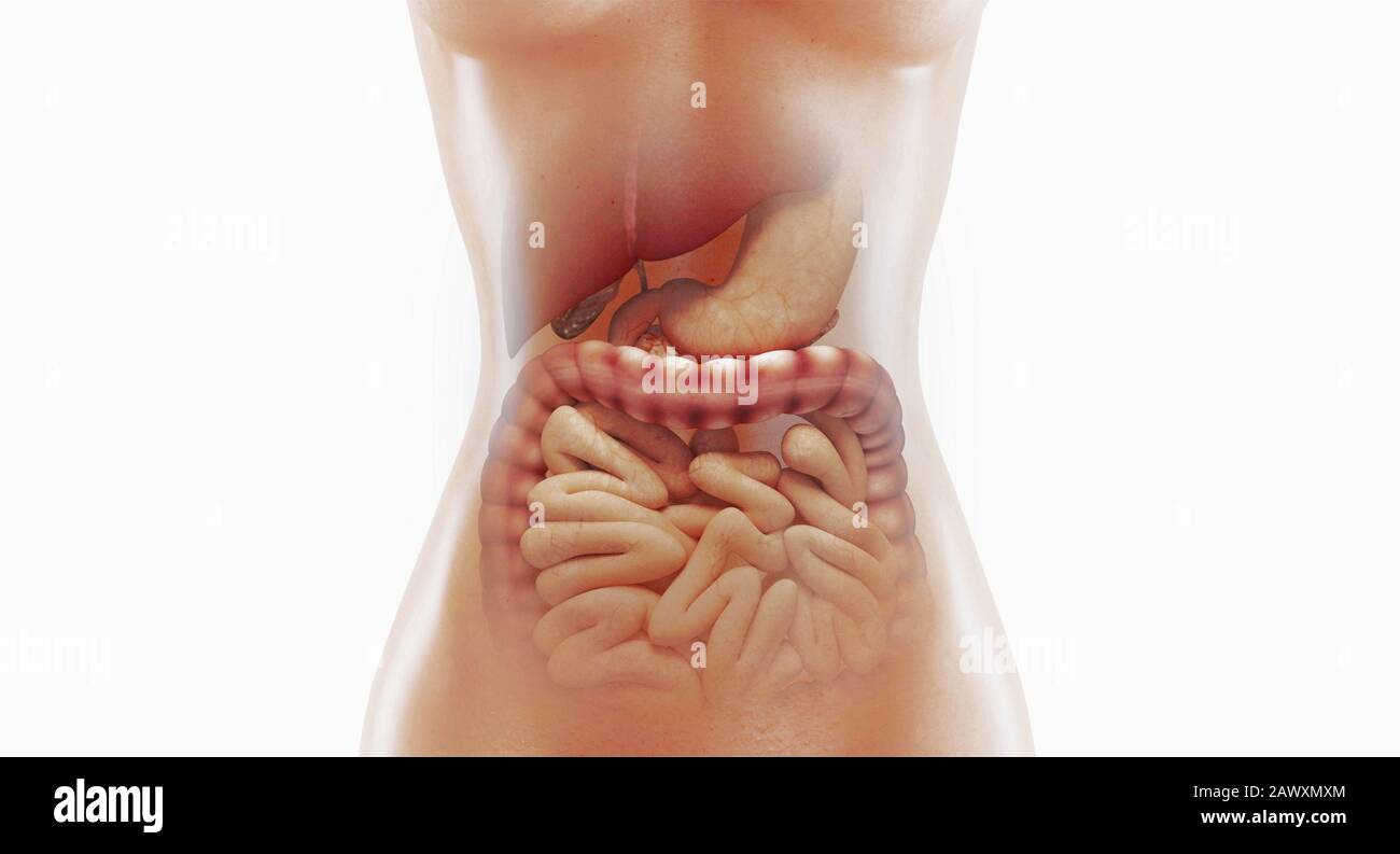 Anatomie des menschlichen Verdauungssystems, 3D-Darstellung Stockfoto