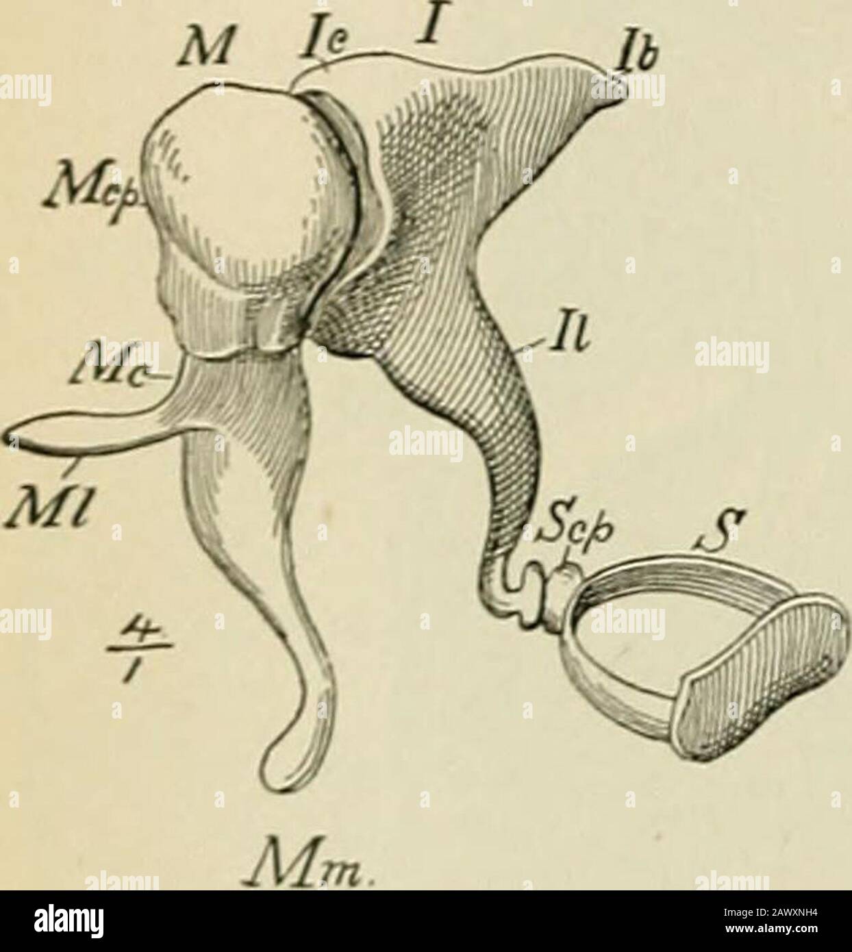 Ein Textbuch der Physiologie, für Medizinstudenten und Ärzte . zum äußeren Gesicht der Taubheit, zum hinteren Ligament und zum oberen Ligament, wobei das letztere den oberen Teil des Kopfes auf das Dach der Tympanhöhle aufragte. Durch diese Ligamentswird der Knochen auch nach dem lösen seiner Verbindungen mit dem Incus stetig in seiner Position gehalten. Der Inkus ist etwas mehr mas-sive als der Malleus, der etwa 25 Milligramm wiegt. Sein Dickdarm artikuliert sich mit dem Kopf des Malleus, und er hat TwoprofF-CS fast im rechten Winkel zueinander. Der kürzere Prozess verlängert sich posteriori;, Stockfoto