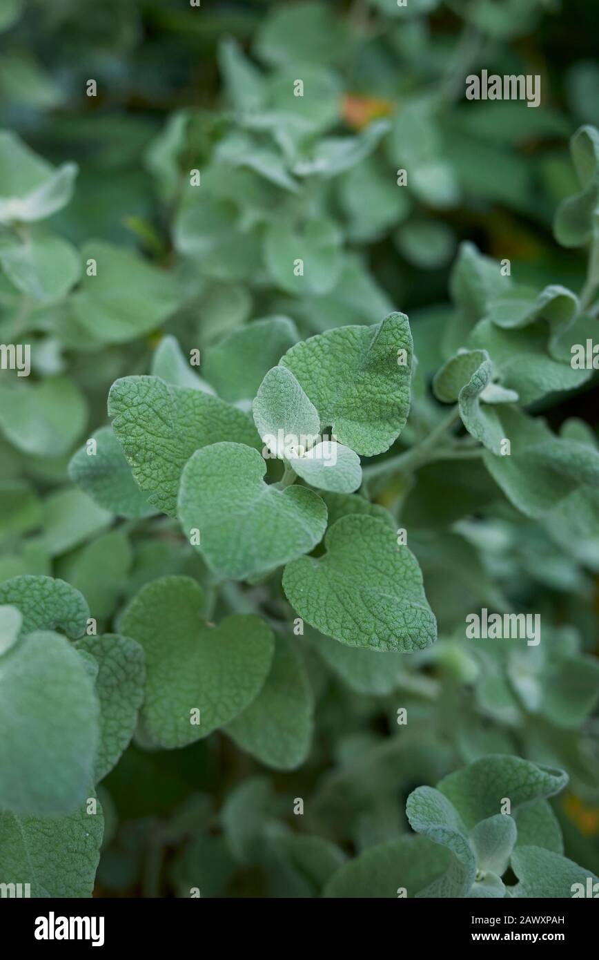 Ballota pseudodicitamnus verlässt die Nähe Stockfoto