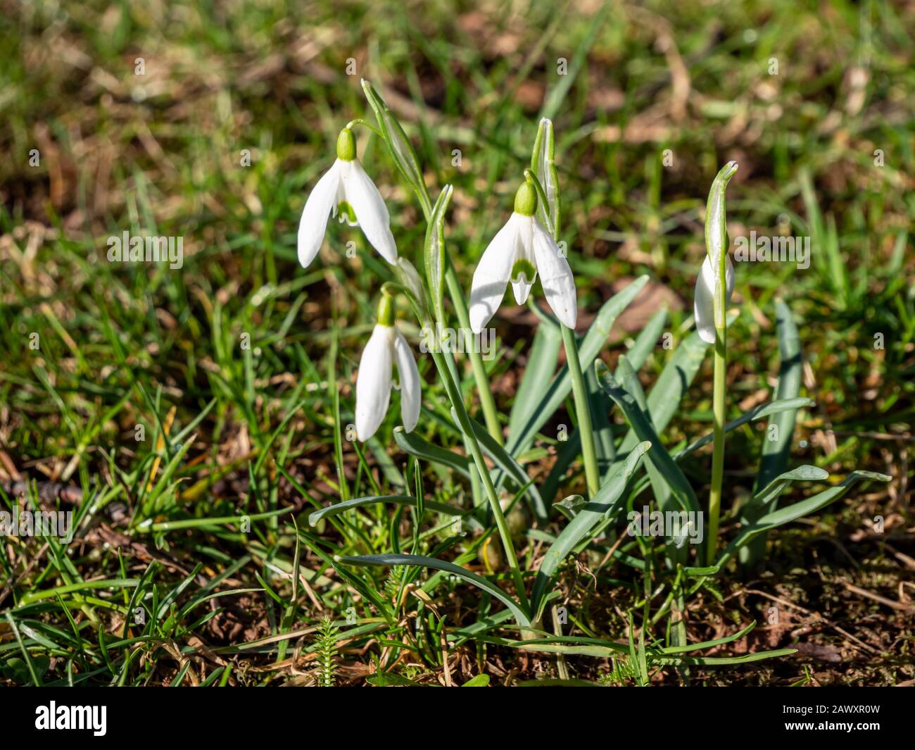 Schneefälle im Frühjahr auf einer Wiese Stockfoto