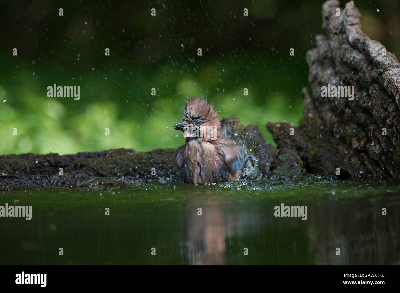 Jay (Garrulus glandarius) waschen am Trinkbecken, Hortobágy Nationalpark, Ungarn Stockfoto