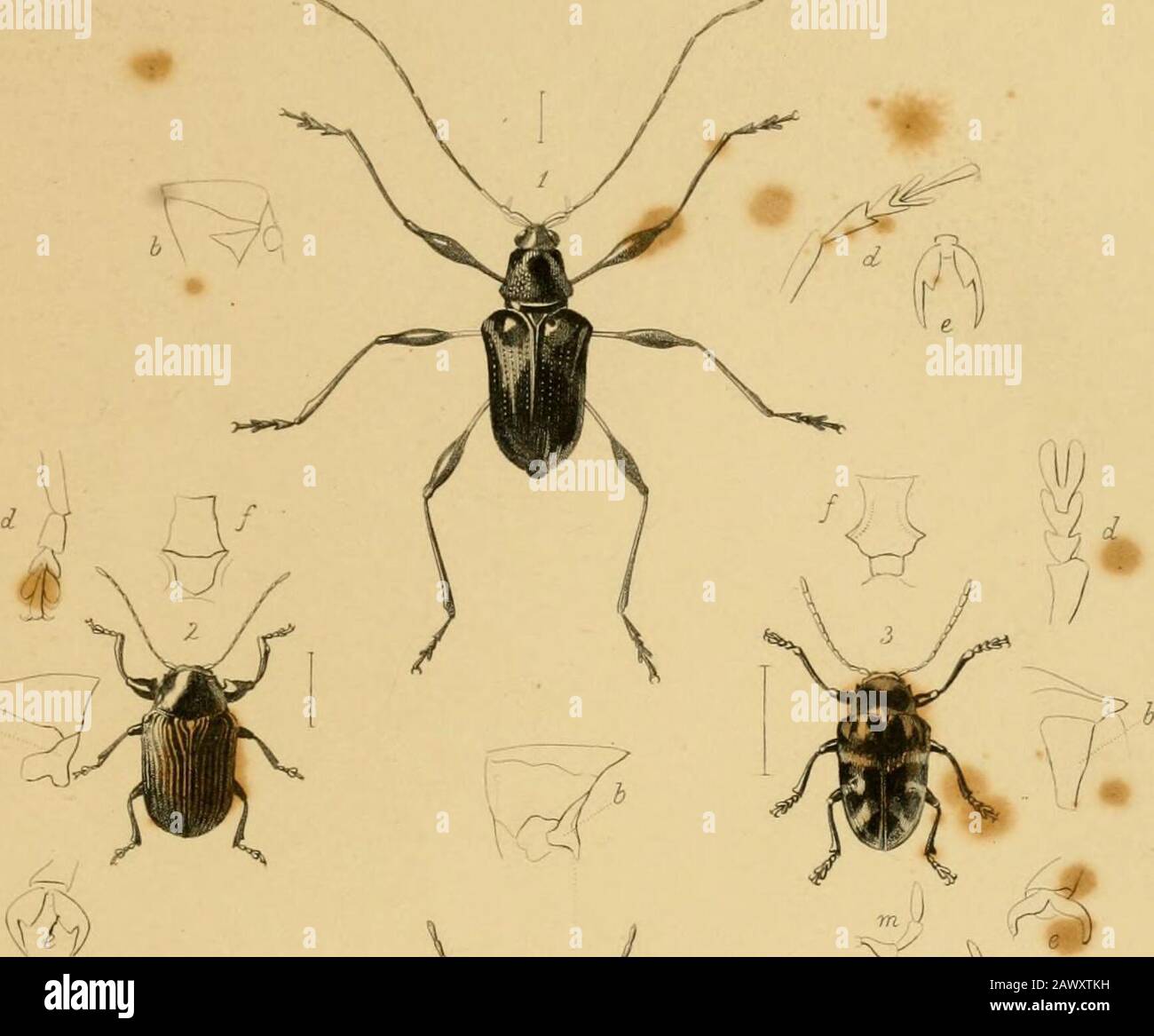 Das Journal of Entomology. 133; auf certainColeoptera aus St. Helena, 207;Anmerkungen zu den Tarphii, 371; zu den kanarischen Malacodermen, 421. Xenarthra, 298-Cervicornis, 299.Xenidea, 453-alternactata, 454.Xylotretus, 248. Zamila, 304-Lykoide, 305.Zemiosen, 394-Porcatus, 394.Zoedia, 361-divisa, 362-triangularis, 361.Zonitis cyanipennis, 57-Downesii, 128.Zonopterus, 246.Zygsenodes monstrosus, 333. Seite 133, 184.185.188.189.191.192.249.252, 300.344, ERRATA. Zeile 2, für Febetjaet, lesen Sie Juni. Ll für Halticnella&gt; lesen Sie Halticella. " 34 und 36, für Phryssoma, lesen Sie Phrissoma. " 7, 8, für Phymastema, lesen Sie P Stockfoto