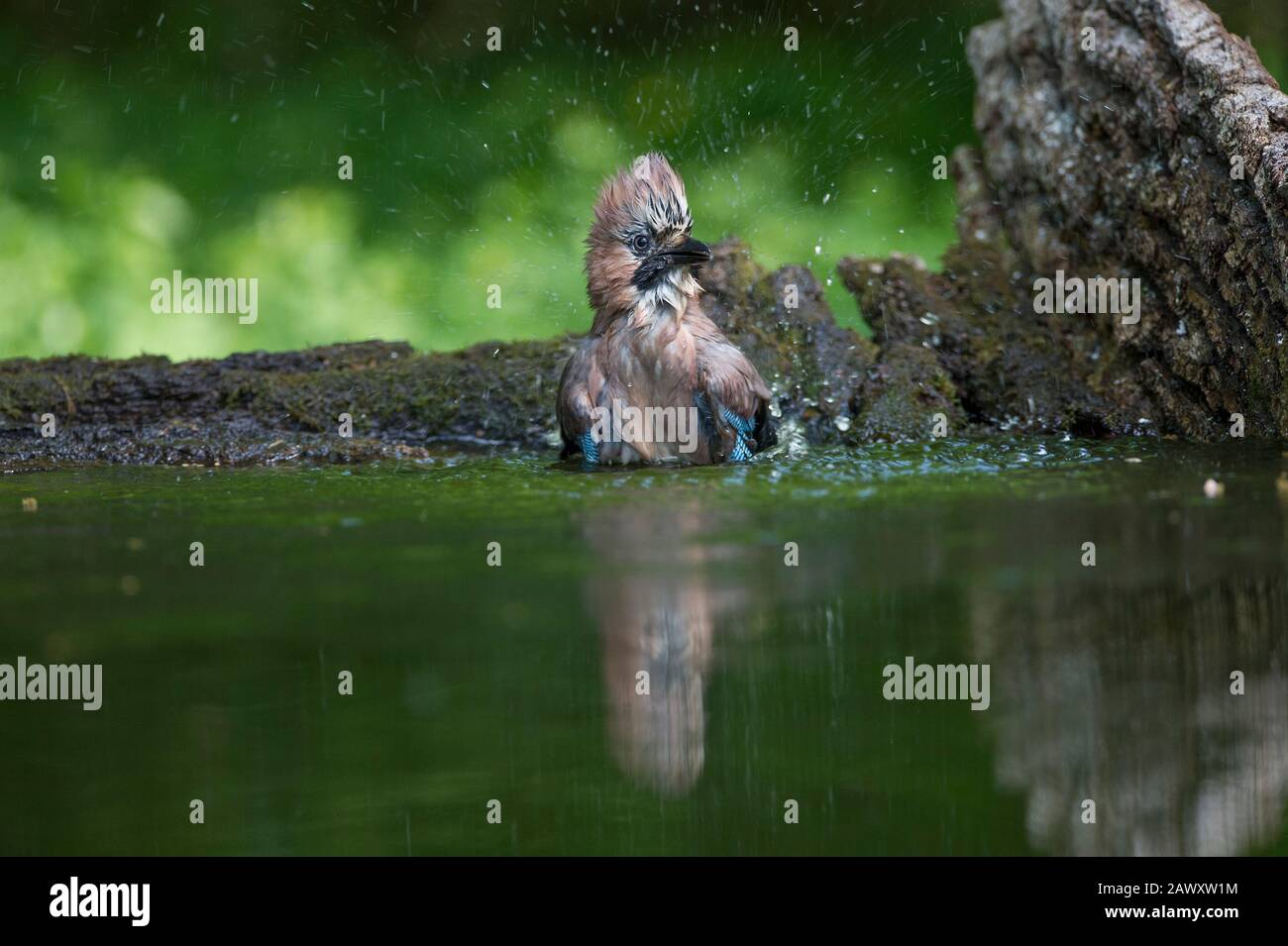 Jay (Garrulus glandarius) waschen am Trinkbecken, Hortobágy Nationalpark, Ungarn Stockfoto