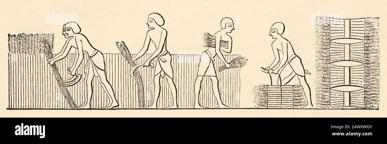 Die alten und das Leben im alten Ägypten, Landwirtschaft, Landbau, Ernte. Altägyptisches Reich. Ägypten. Alte Gravurgravur aus dem Bo Stockfoto