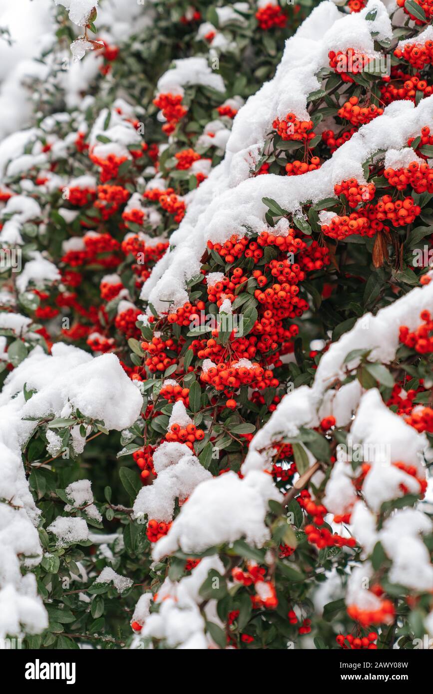Roter Beerenbaum oder Sträucher mit Schnee-, Winter- und Frostkonzept Stockfoto