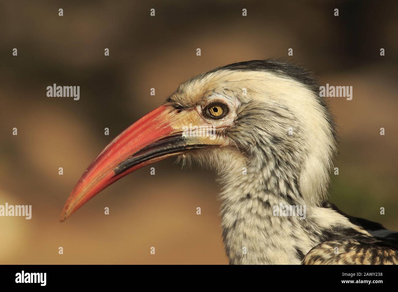 Rot abgerechnete Hornbill im kruger Nationalpark Stockfoto