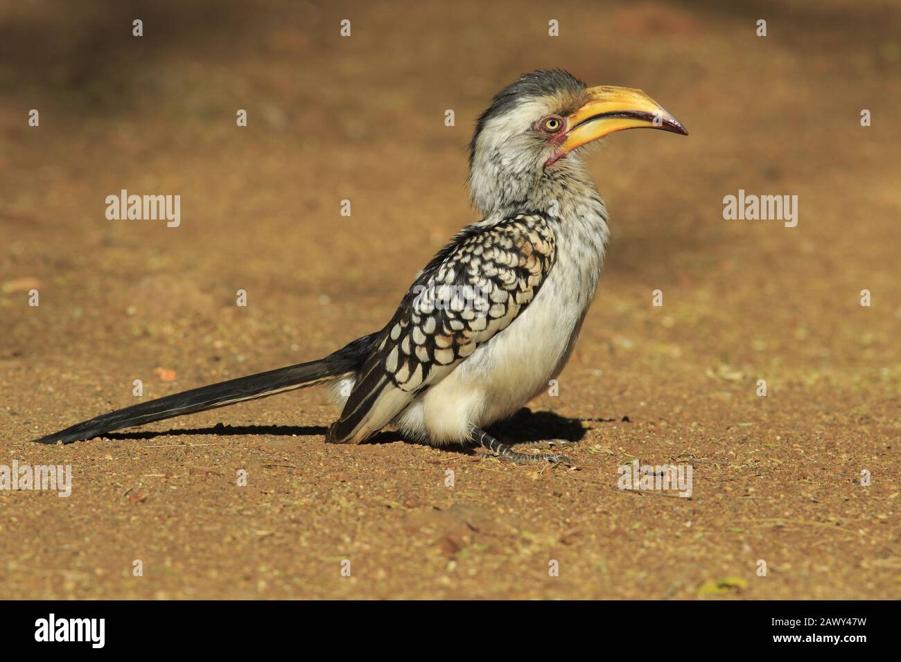Ostgelb-abgerechnete Hornbill Stockfoto
