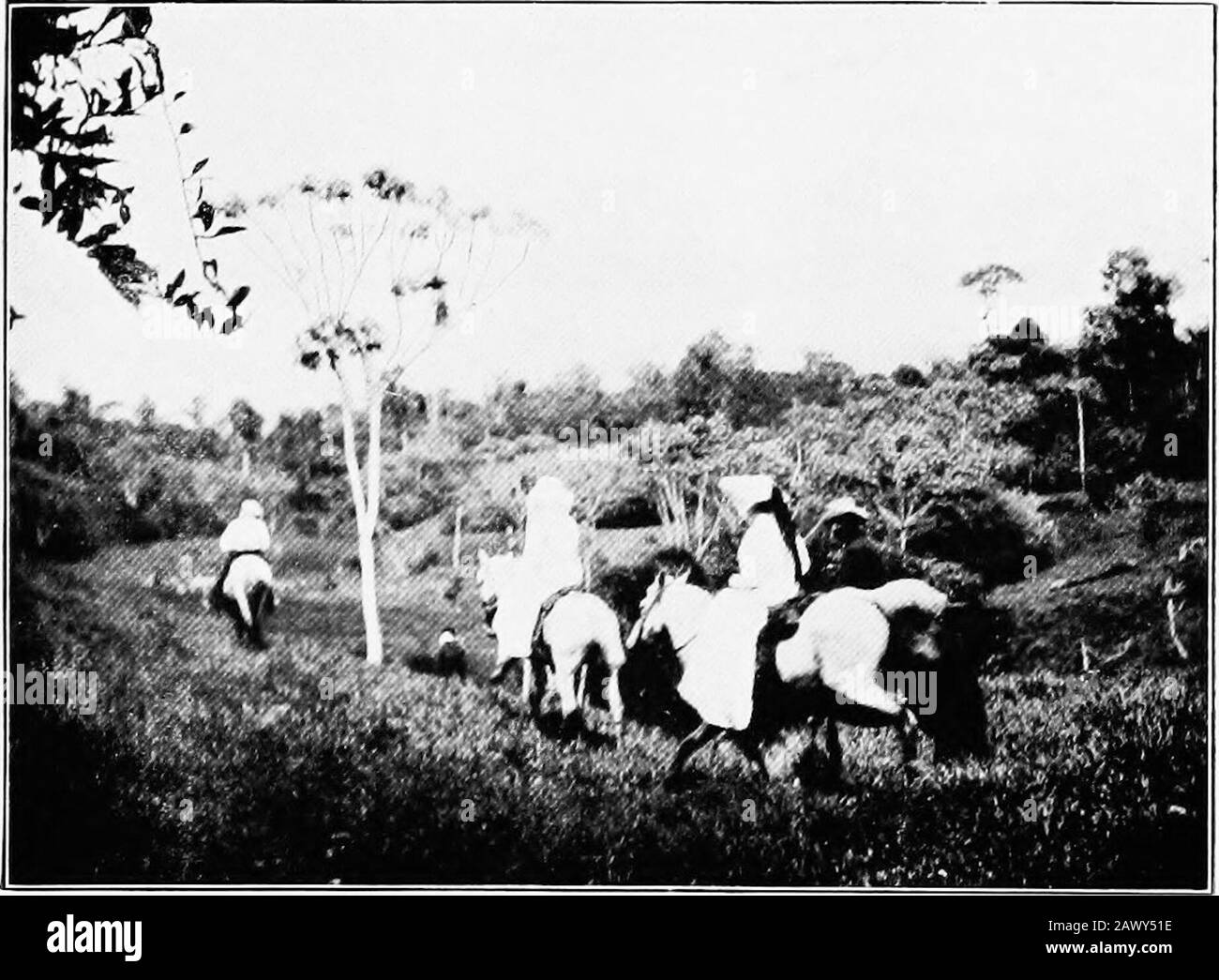 Das faire Land Mittelamerikas. #FV: SAN JOSE: HAUPTSTRASSE. MILCHTRÄGER UND OX-CART. Costa RICA; DER WALD VON Peralta Both, der mit Genehmigung des Rev. Bischof Ormsby, Paris, Reproduziert Wurde, Um Seite 132 Costa Rica die prächtige Sonne der Tropen zu überblicken, als ich Anrufe mit Einführungsschreiben bezahlen wollte, die mir sofort die Freundschaft von abgelegenen Familien beschworen haben, Als ich lernte, die süße, sonnige Veranlagung des Maleteils der Bevölkerung und des seltsamen Charmot der weiblichen Bürger der Hauptstadt von CostaRica, das exquisite Klima, die charmante pic-turesquene zu preziieren Stockfoto