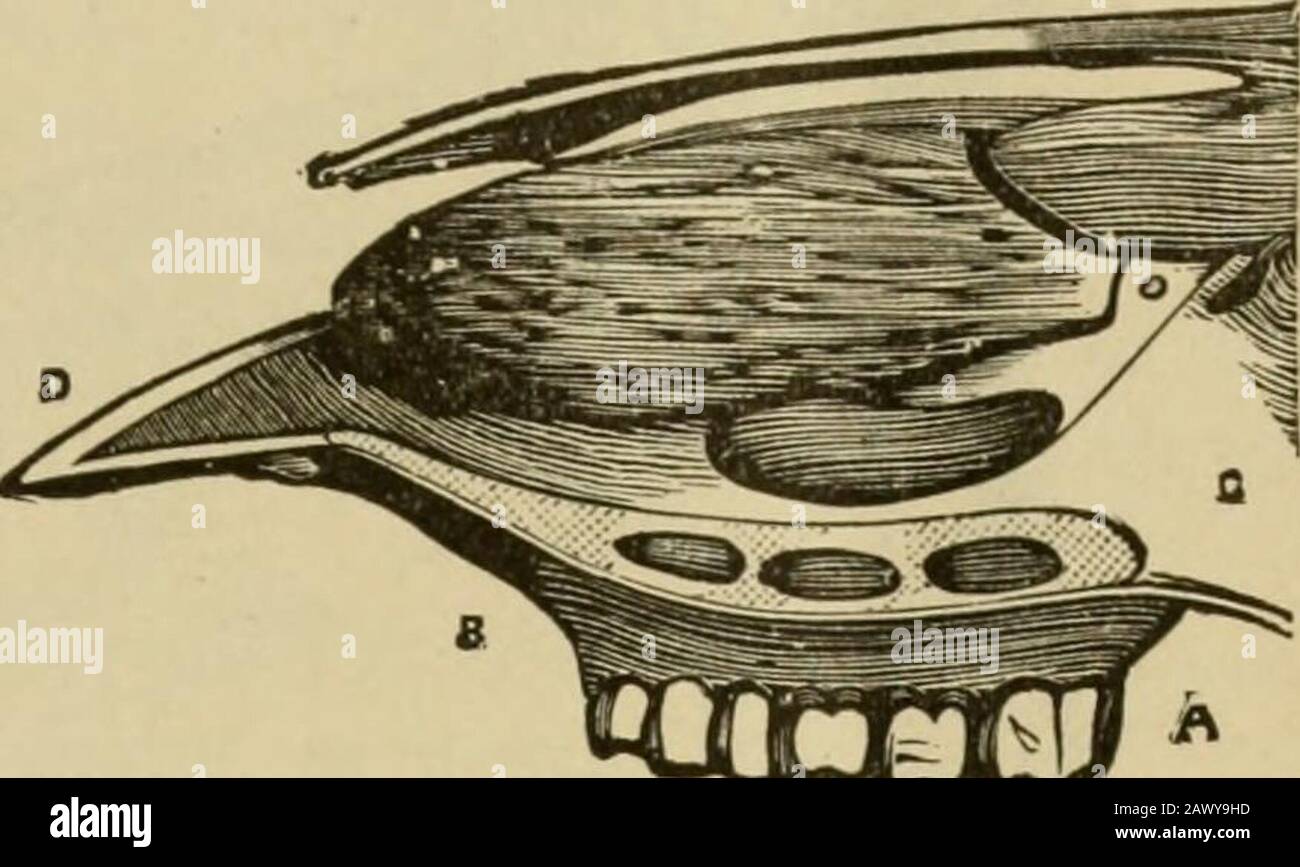 Lebendbestand: Eine Cyclopaedia für den Bauern und Bestandsbesitzer, einschließlich der Zucht, Pflege, Fütterung und Verwaltung von Pferden, Rindern, Schweinen, Schafen und Geflügel mit einer speziellen Abteilung für Dairying: Auch ein vollständiger Bestandsarzt: Mit eintausend Erklärungsgravuren. STRUCTULLE VON DER OX. 623 rv. Analyse des Kopfes. Der zweite Schnitt, der einen Abschnitt Df als Kopf eines Ochsen darstellt, zeigt die Verdampfung des Oberkiefers, zeigt die Mohire oder Schleifzähne. Erklärung.-^-Molaren oder Schleifmaschinen. B-Superior Maxillarboneund sein PaUitinverfahren. C-Zellen des Herzbeins. D-Anteriormaxillarknochen, Stockfoto