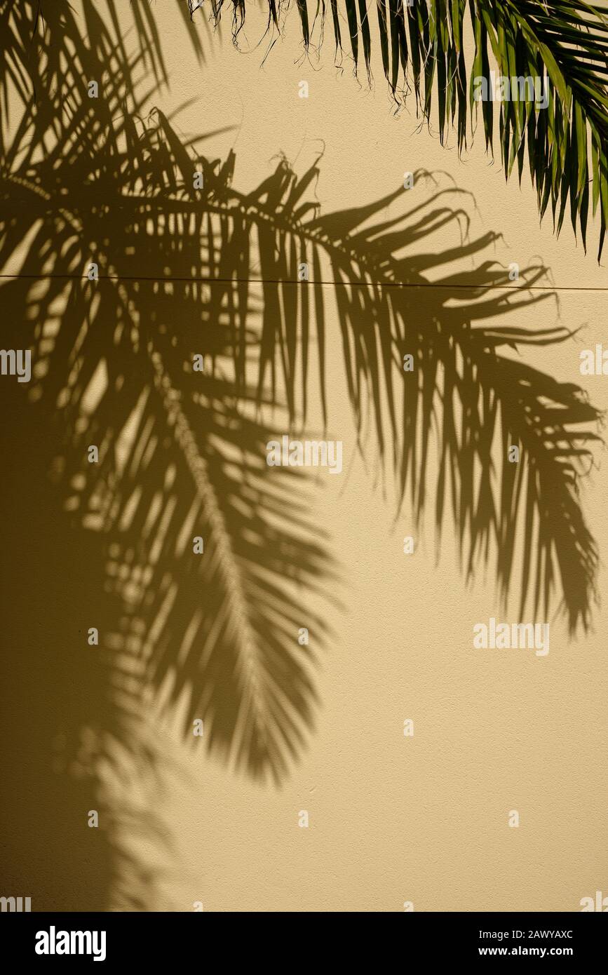 Sonnenschein verursacht einen Schatten von Palmblättern gegen eine cremefarbene Wand. Stockfoto