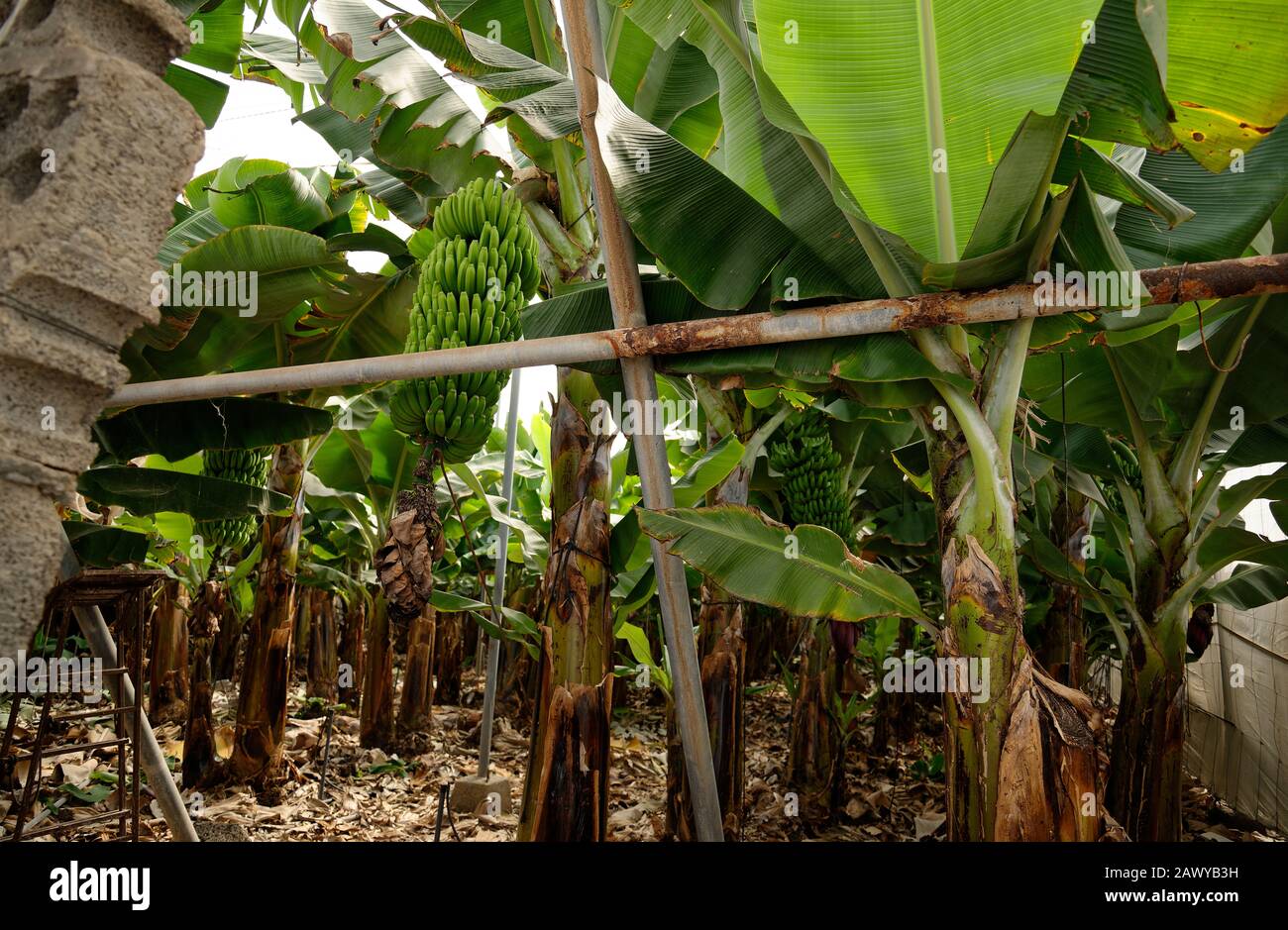 Bananenpflanzen auf der Insel La Palma, Den Kanaren, Spanien. Stockfoto