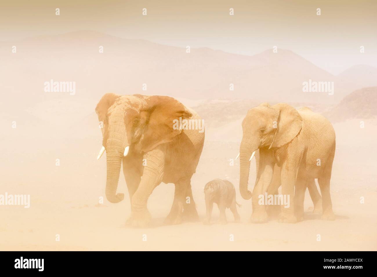 Afrikanischer Elefant (Loxodonta africana), von der Wüste angepasstes Elefantenkalb, das bei Sandsturm mit Mutter und Tante in der Wüste spazieren geht, Hoanib-Wüste, Kaokoland Stockfoto