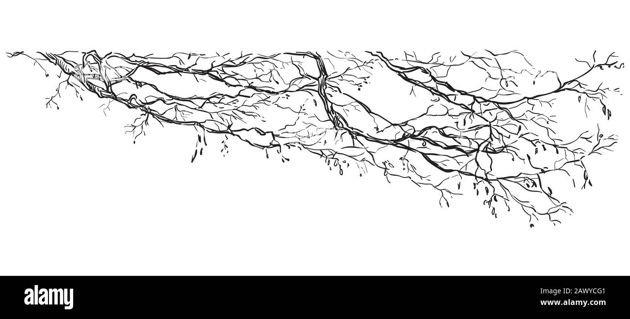 Vektorhandzeichnung Verzweigung des Baums in schwarzer Farbe isoliert auf weißem Hintergrund. Monochromer, realistischer Baumzweig im Frühling. Bild für Design, Stock Vektor