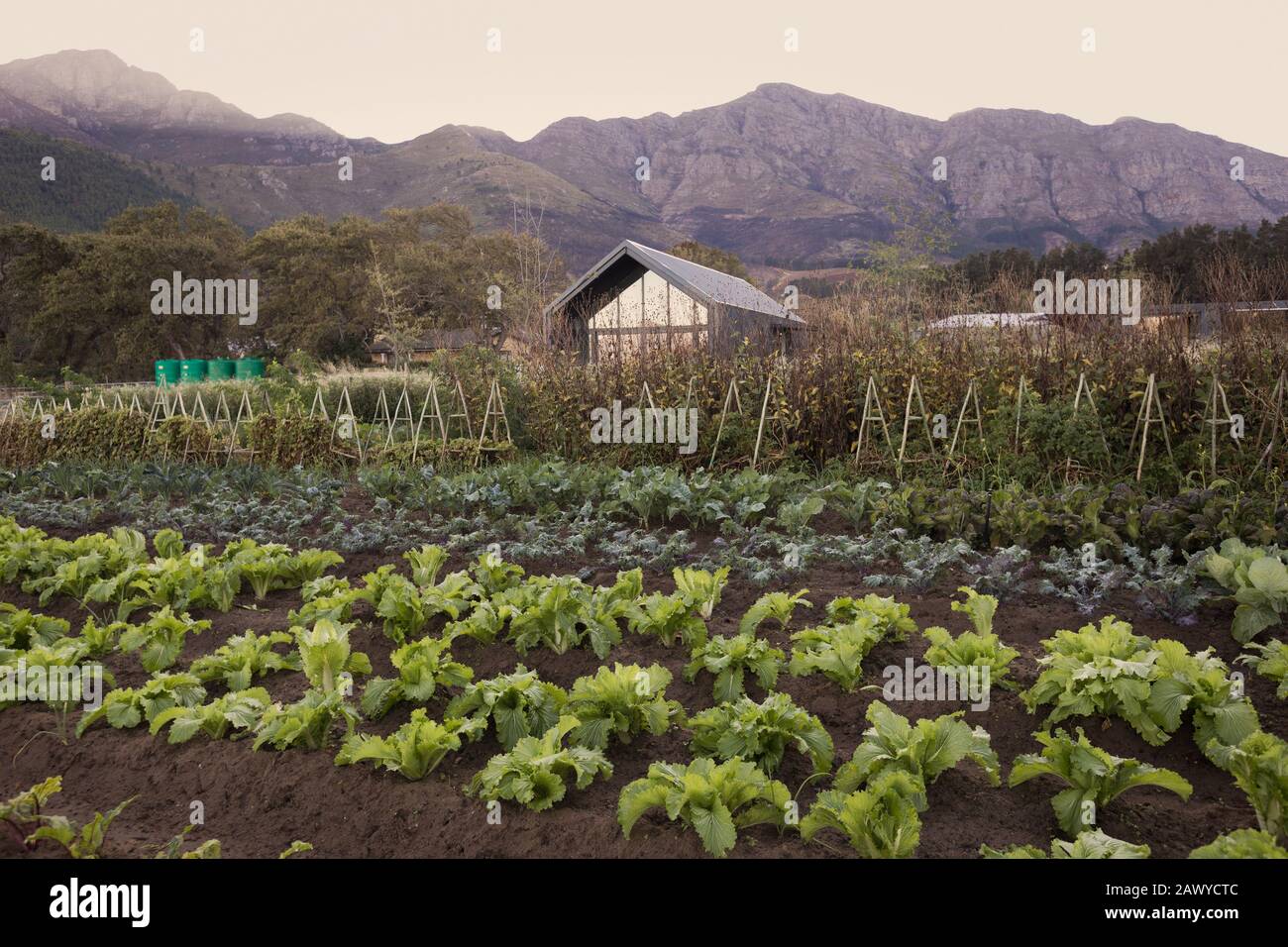 Gemüsegarten und ländliches Haus unter ruhigen Bergen Stockfoto