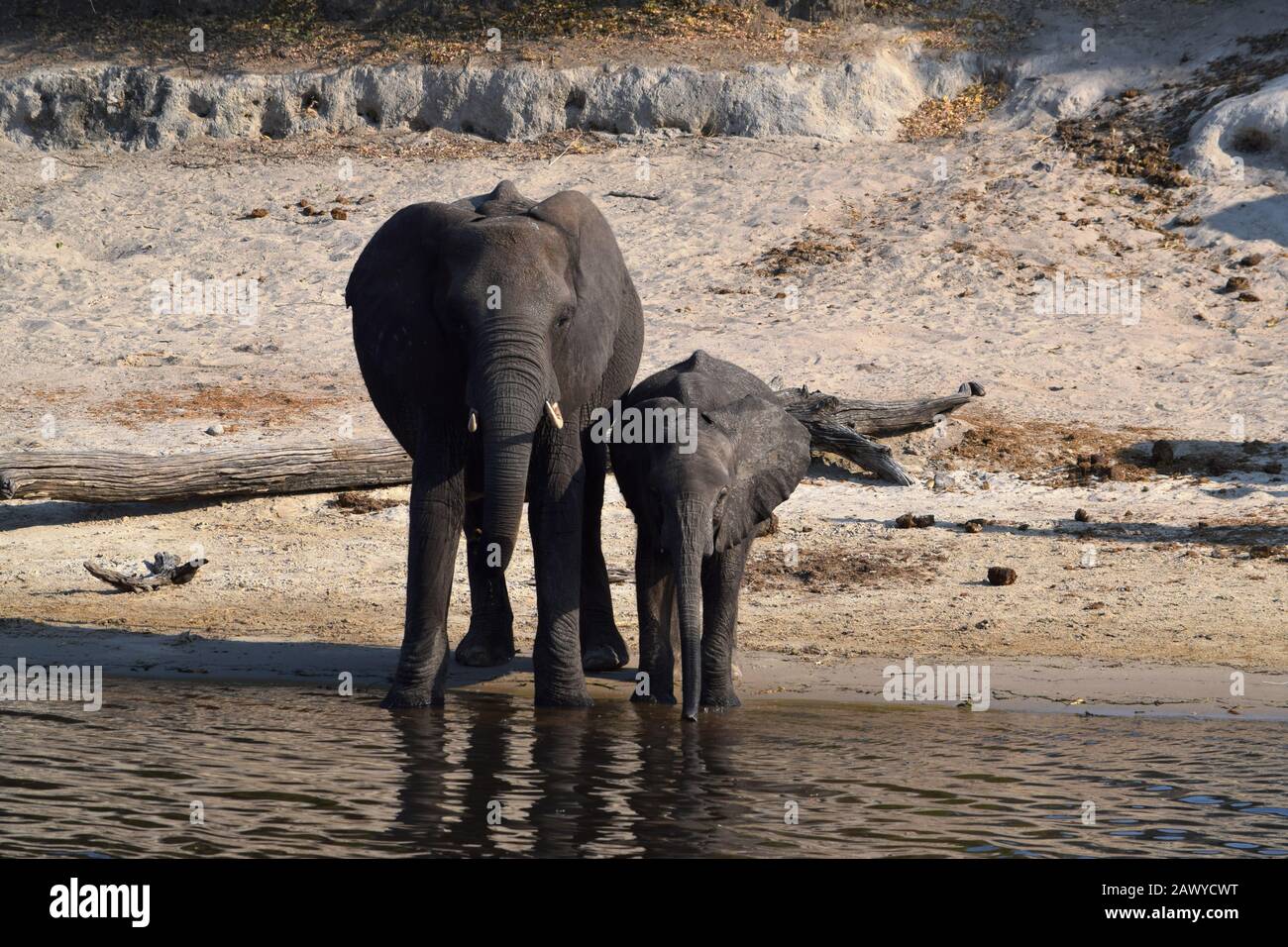 Eine Elefantenmama mit ihrem Baby am Ufer des Chobe River, Botswana Stockfoto