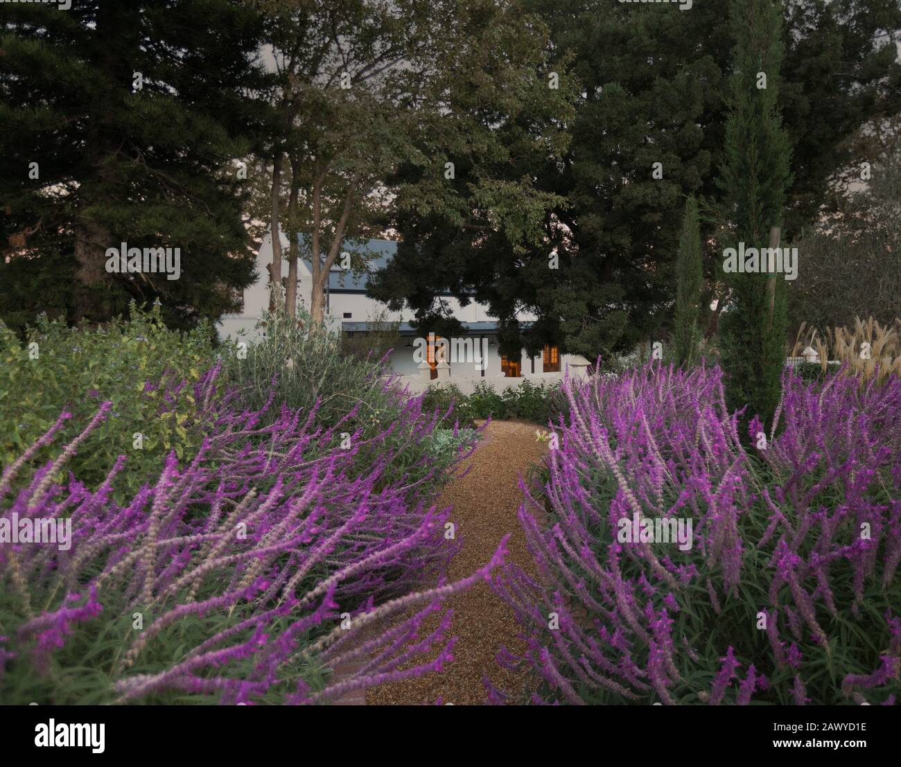 Idyllischer, ruhiger Lavendelpfad zum Haus Stockfoto
