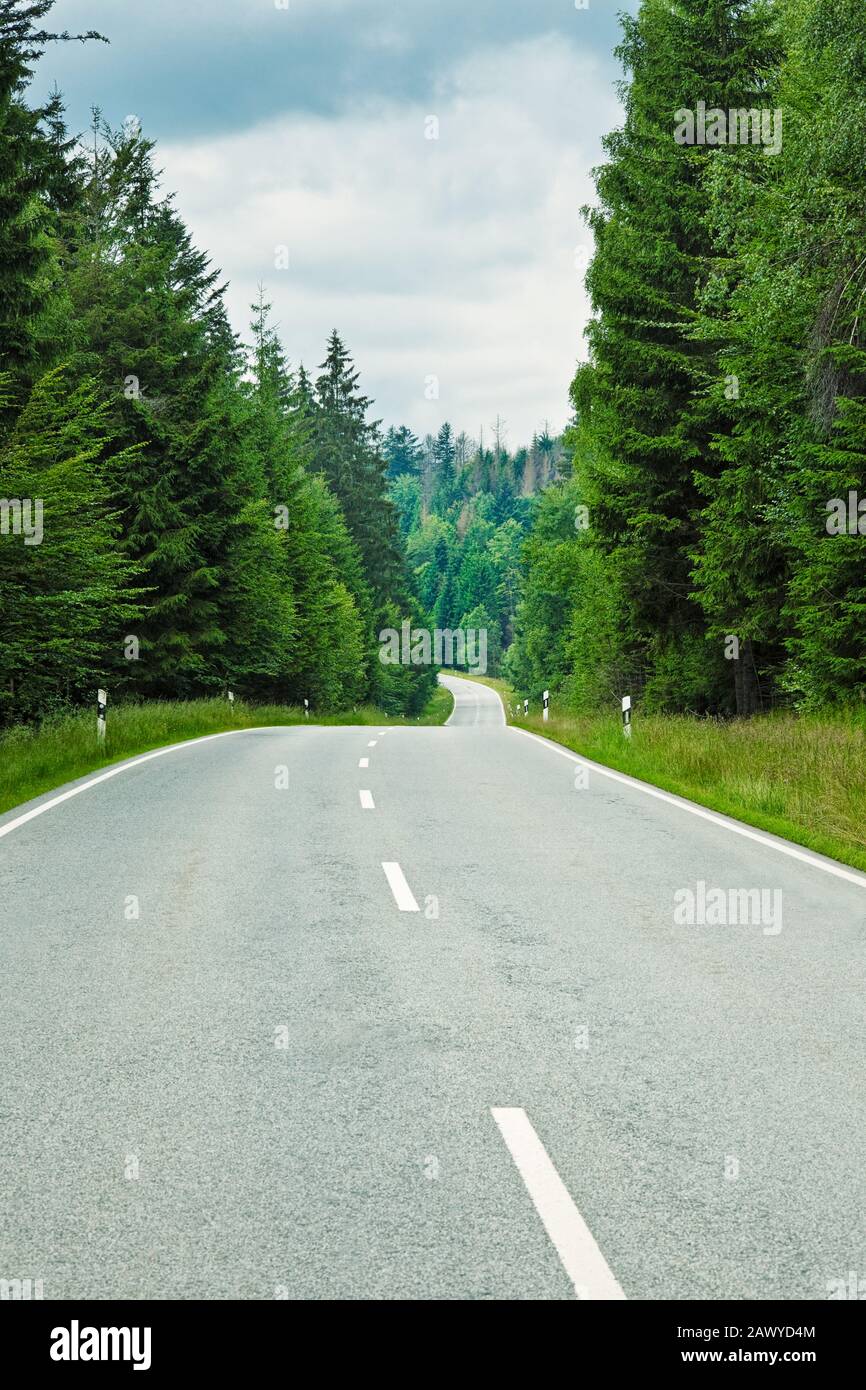 Gewundene Straße durch Bäume in einem Kiefernwald in Europa Stockfoto