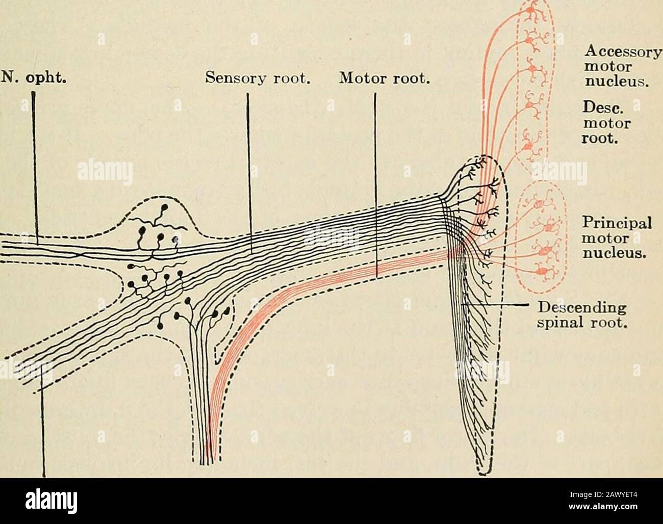 Ein Textbuch der Physiologie für Medizinstudenten und Ärzte. Abb. 107.-Diagramm, das den durchschnittlichen Verteilungsbereich der Sinnesfasern des Nervus tetrigeminalis anzeigt.-(Cushing.) N. opht. N. max. Sup. N. max. Inf. Abb. 108.-Kerne des Ursprungs des fünften Hirnnervs.-(Von Poirier und Charpy, nach Van Gehuchten.) Der Vierte Kranialnerv (N. Trochlearis).-Dieser Nervus emergedes Gehirns im vorderen medullären Velum (Ventil von Vieussens)gerade posterior zum inferioren Colliculus. Es kurvt um die PHYSIOLOGIE des ZENTRALNERVENSYSTEMS 244. Pedunculus cerebri, um die Basis des br. Zu erreichen Stockfoto