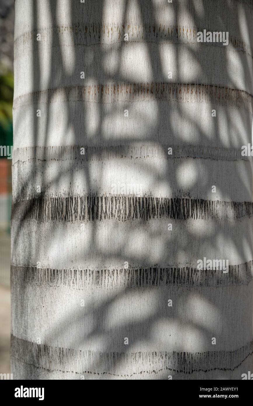 Baumstamm von Palm, Nahaufnahme. Stieldetails und Sonnenlicht. Stockfoto