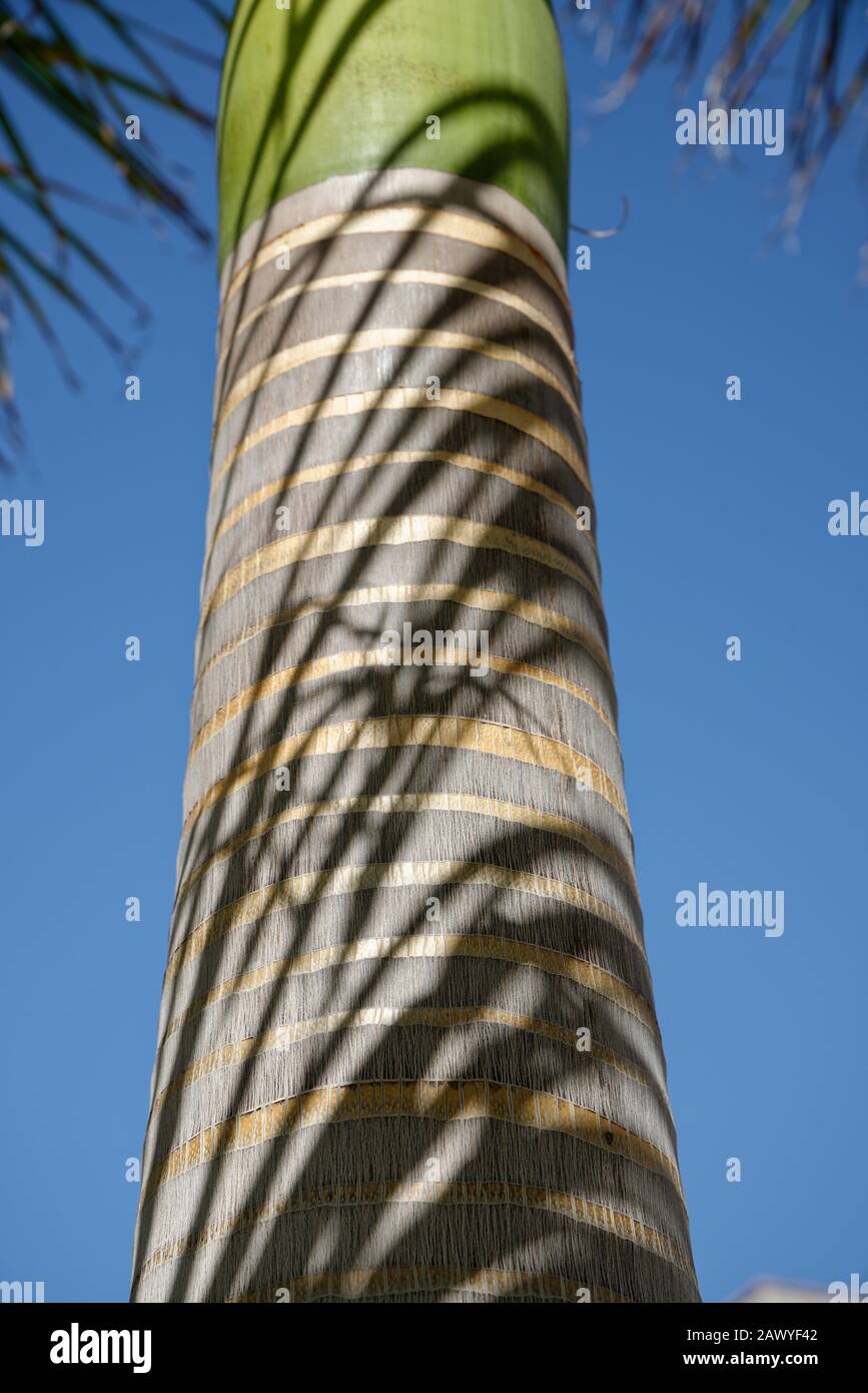 Baumstamm von Palm, Nahaufnahme. Stieldetails und Sonnenlicht. Stockfoto