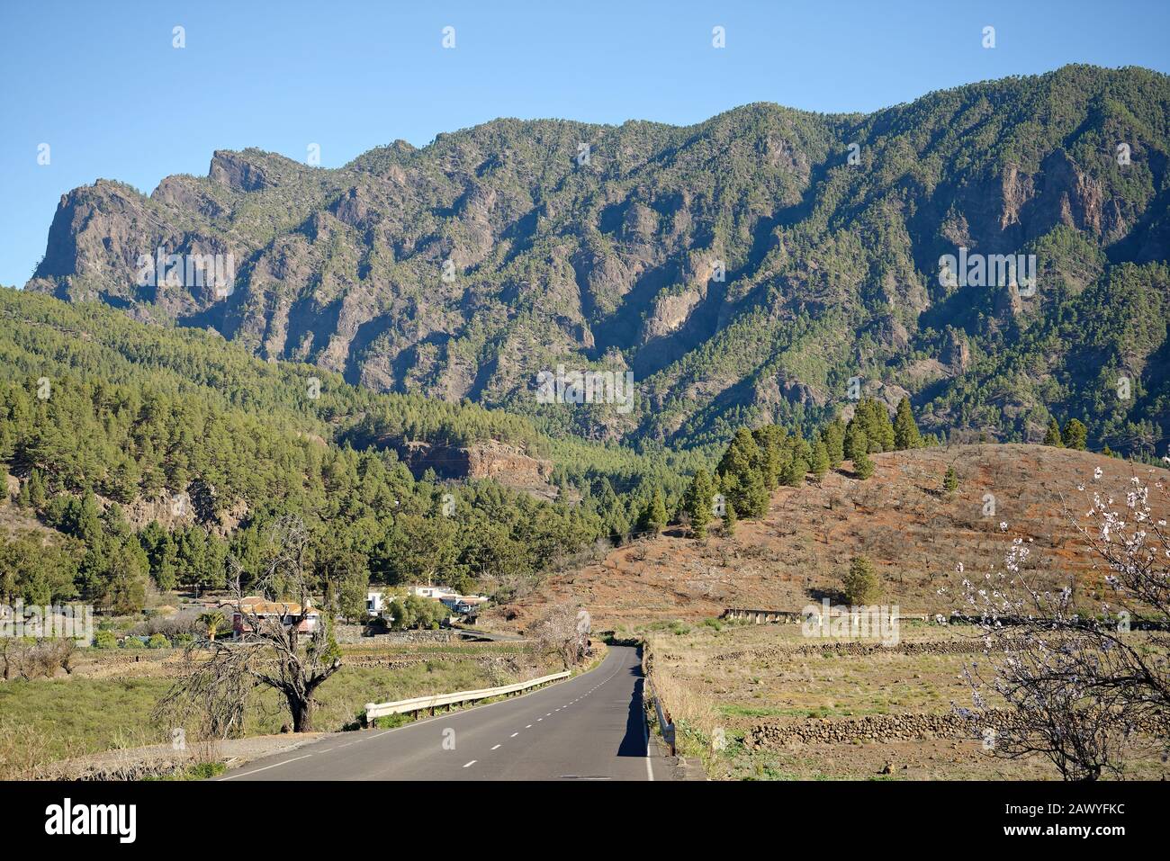 Kiefernwälder und Felsen der Caldera de Taburiente, Insel La Palma, Spanien. Vulkanische Caldera, die jetzt in grünen Kiefernwäldern bedeckt ist. Stockfoto