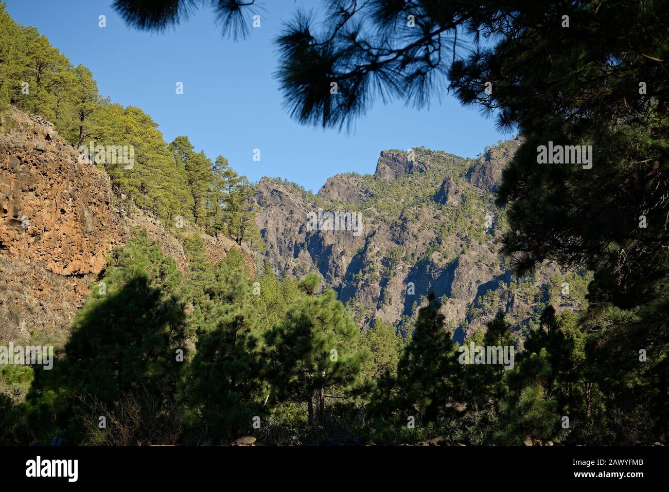 Kiefernwälder und Felsen der Caldera de Taburiente, Insel La Palma, Spanien. Vulkanische Caldera, die jetzt in grünen Kiefernwäldern bedeckt ist. Stockfoto