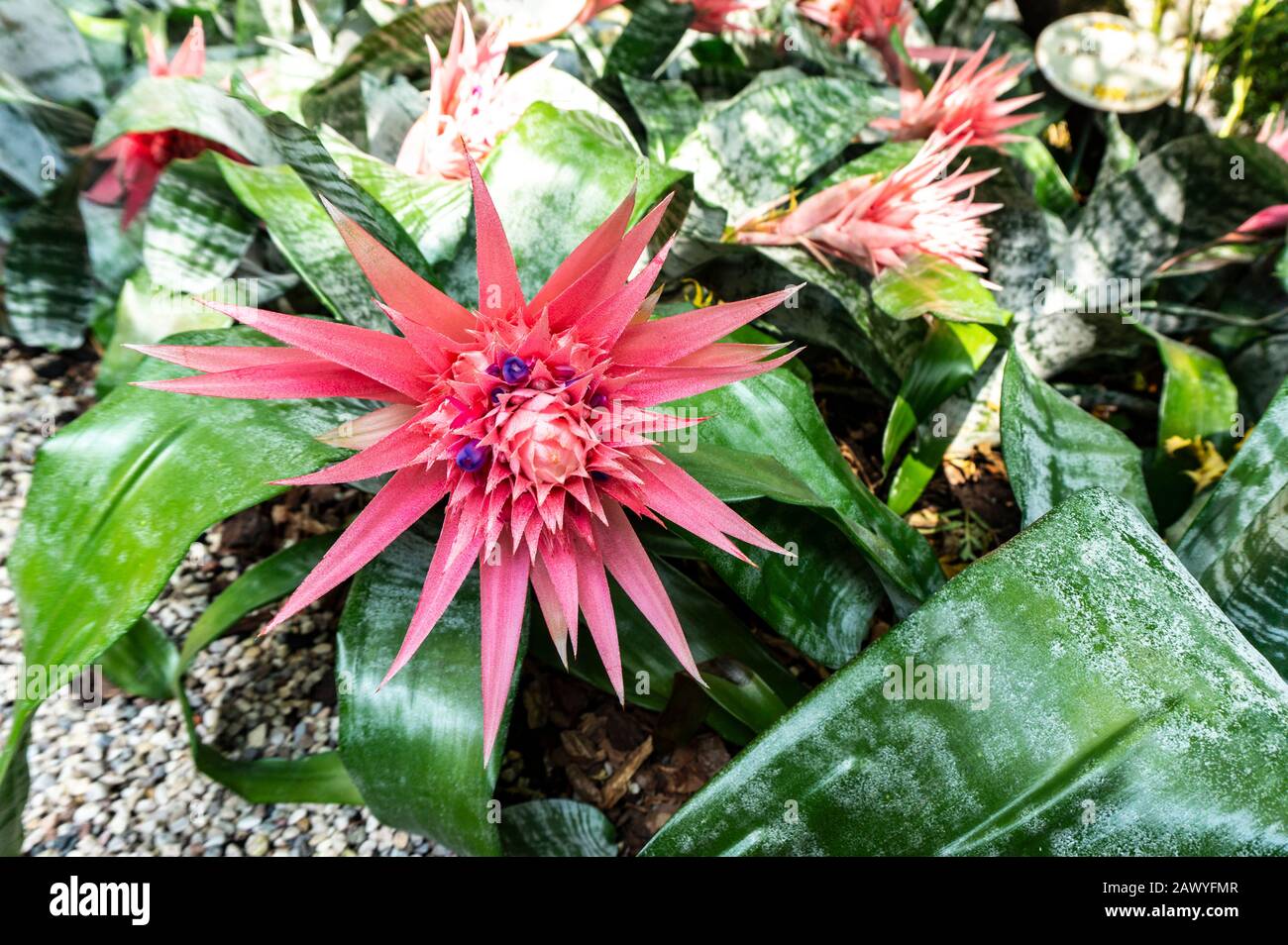 Landschaftsfoto der tropischen exotischen Blume von Aechemea fasciata ACMEA in natürlichem Lebensraum. Aechemea im Landschaftsdesign. Nahaufnahme von Aechemea fasc Stockfoto