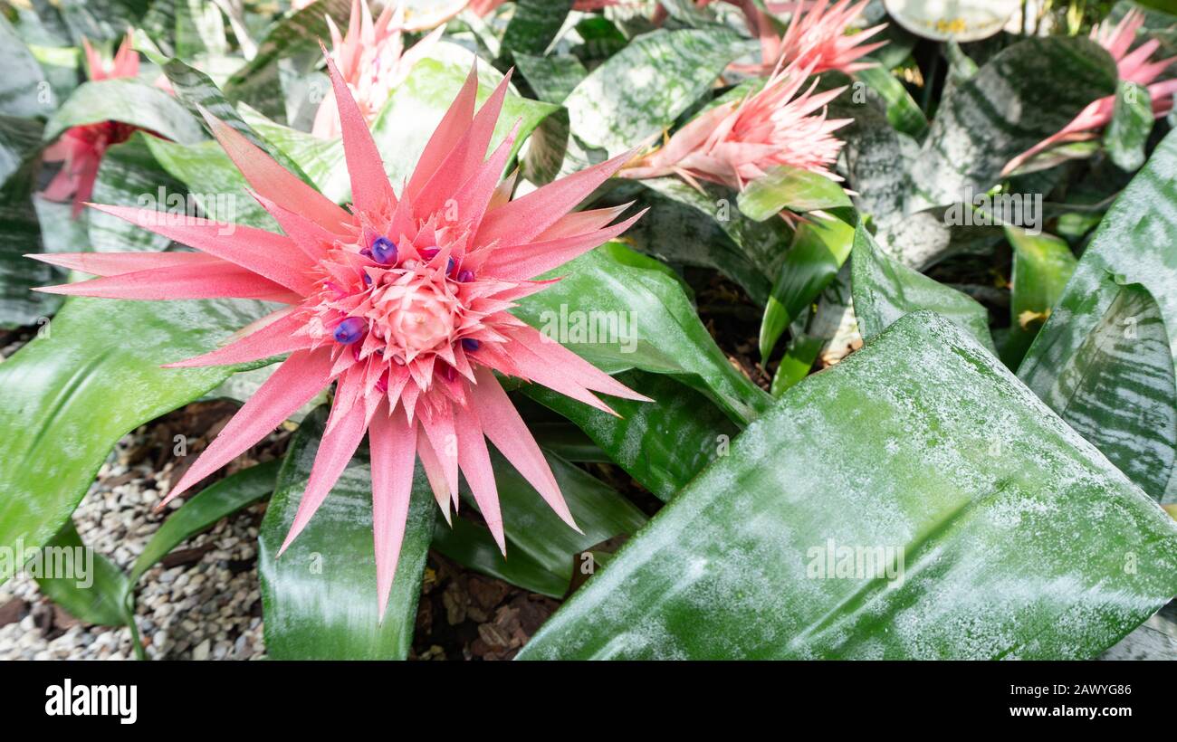 Schöne rosafarbene tropische Blume von acmea aechmea fasciata, die in einem Blumenbeet mit Kies in einem exotischen botanischen Garten mit Landschaftsgestaltung wächst. Stockfoto