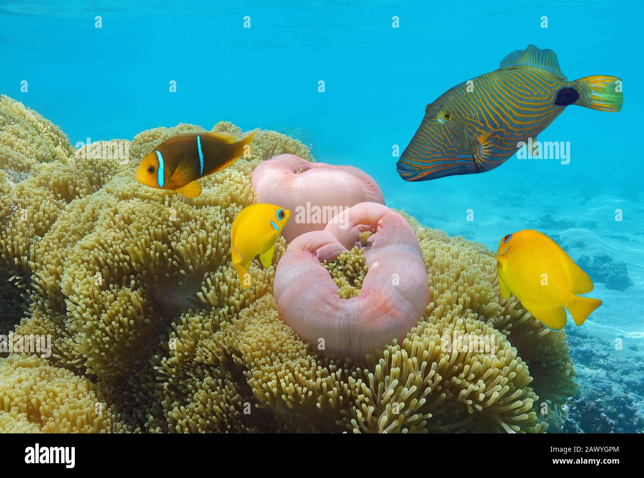 Bunte tropische Fische mit Meeresanemonen unter Wasser im Pazifischen Ozean, Französisch-Polynesien Stockfoto