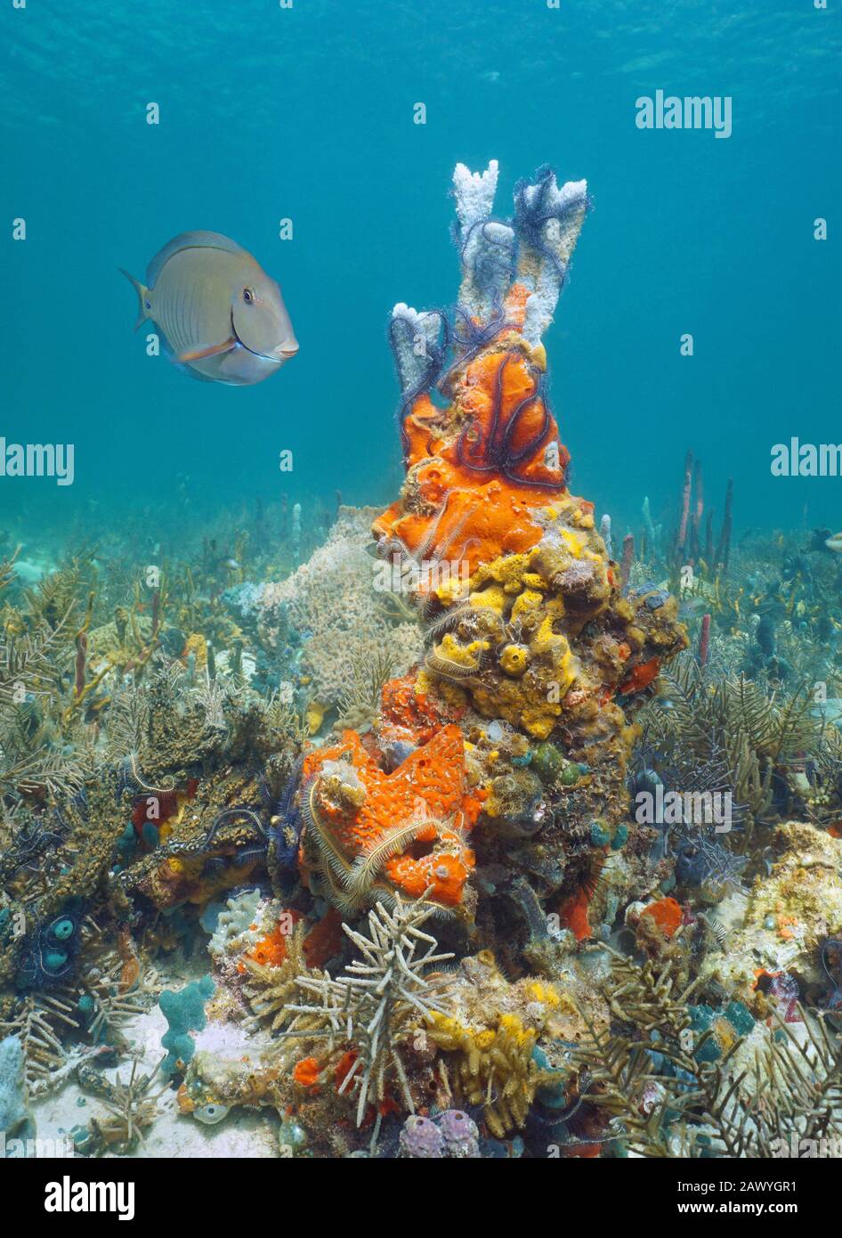 Karibisches Meer farbenfrohe Unterwasserwelt in einem Korallenriffe, das von Schwämmen und brüchigen Sternen zusammengestellt wurde Stockfoto
