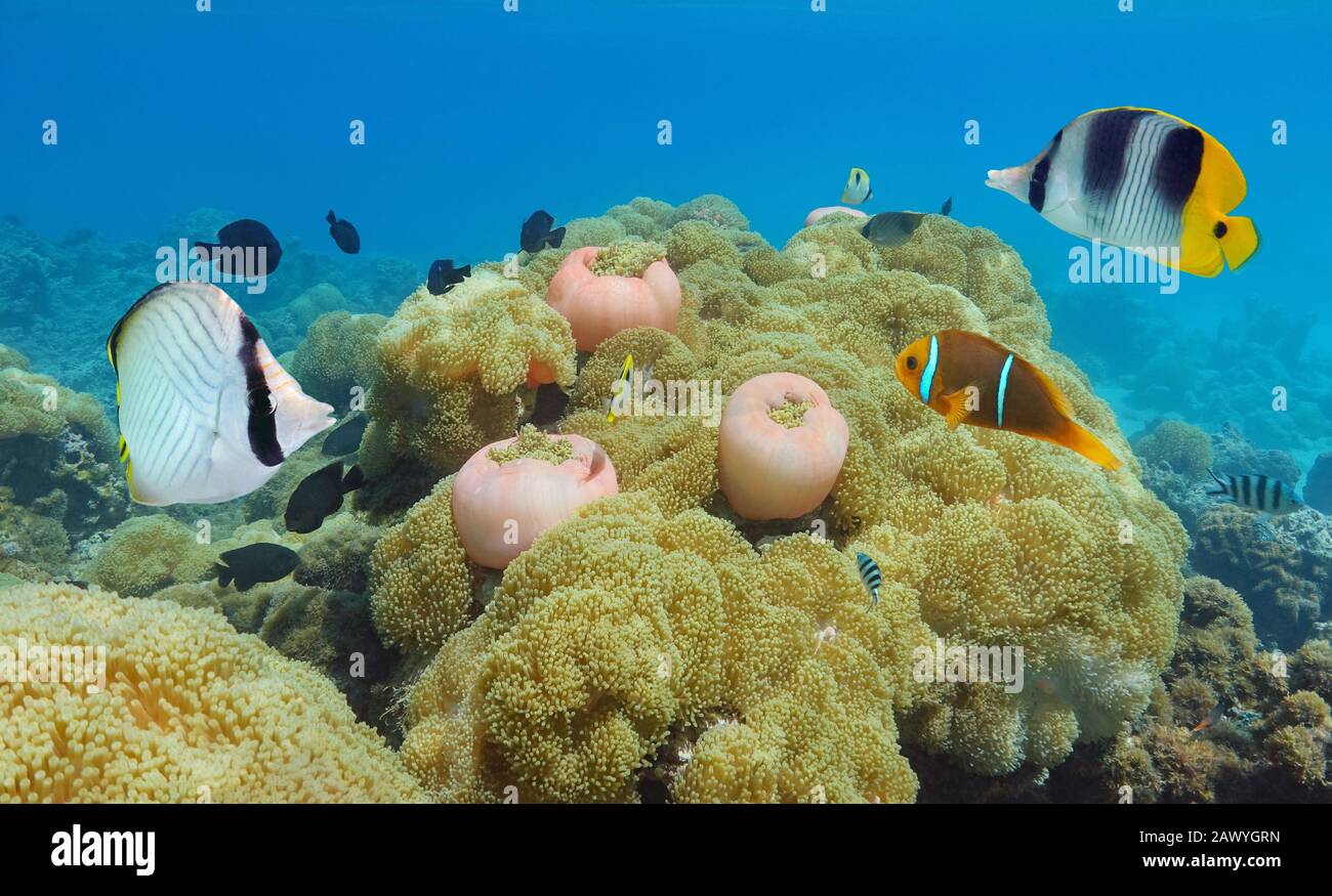 Pazifischer Ozean farbenfrohe tropische Unterwasserwelt, Fische mit Meeresanemonen, Französisch-Polynesien, Ozeanien Stockfoto