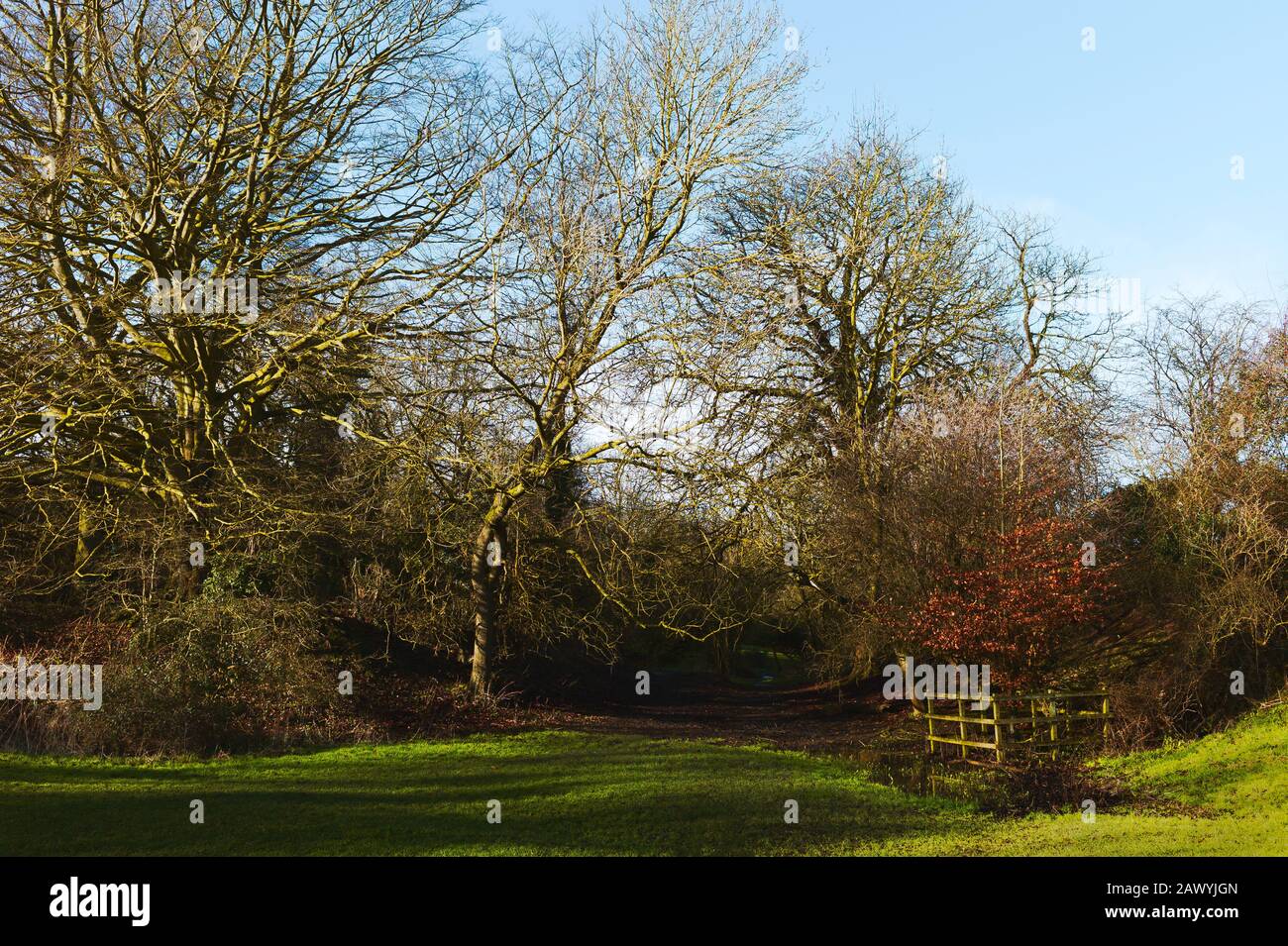 Ländliche Landschaft mit Fußweg, der von Bäumen und grüner Weide am schönen Wintermorgen im Westwood, Beverley, Yorkshire, Großbritannien flankiert wird. Stockfoto