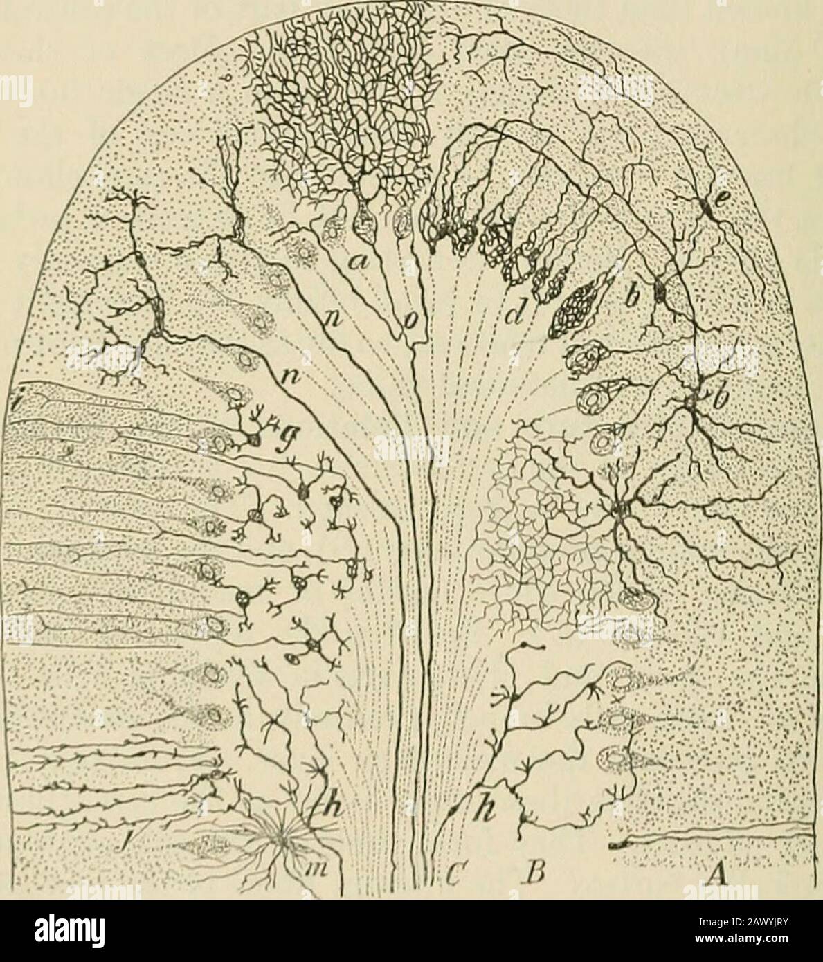 Ein Textbuch der Physiologie, für Medizinstudenten und Ärzte . m als Kletterfasern. Die Granularschicht (B) enthält zahlreiche Granulate (g) oder kleine Nervenzellen. Diese Zellen sind kugelförmig und haben einen relativ großen Zellkern und eine geringe Menge Cytoplasma. Ihre Dendriten sind nur wenige und kurze; Ihre Axone verlaufen intothe Molekularschicht, teilen sich in T, und die beiden Zweige führen dann 229 230 PHYSIOUKiY DES ZENTRALEN XKRYOUS-SYSTEMS aus. Parallel zur Oberfläche und zweifellos Verbindungen zu den Den-Driten der Purkinje-Zellen sowie zu den Zellen der Molekularschicht. Ein paar größere Nervenzellen von Gol Stockfoto
