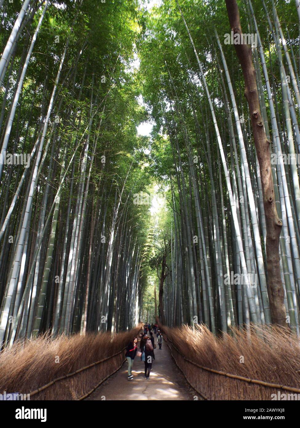 Kyoto, Japan - 20.3.2015: Der Bambushain in Kyoto, einem beliebten Touristenziel Stockfoto