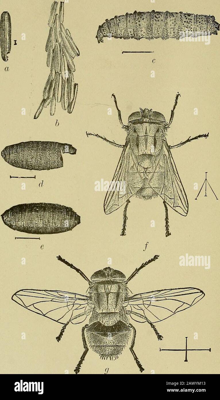 Insekten und InsektizideA praktische Anleitung über schädliche Insekten und  die Methoden zur Prävention ihrer Verletzungen . TEIL VI INSEKTENSCHÄDLINGE  VON HAUSTIEREN UND DEM HAUSHALT. Platte VII - Die Schneckenschraube.  INSEKTEN, DIE EINHEIMISCHE