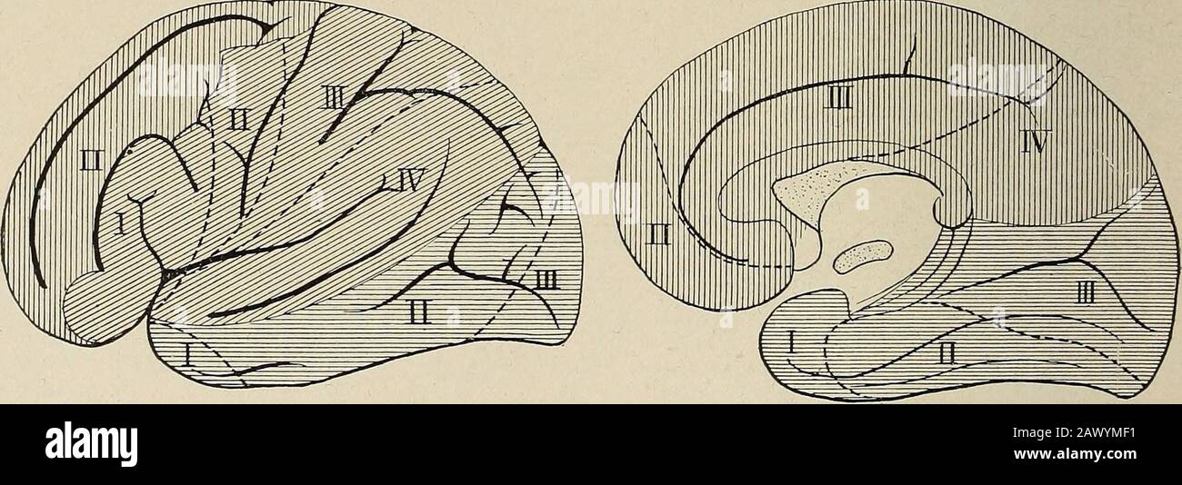 Nervöse und psychische Erkrankungen. Abb. 81.-Verteilung der mittleren Gehirnarterie (Duret). Die wichtigsten zerebralen Arterien, die in der Hemisphären in der Hearachnopie auftauchend sind, haben jeweils ein bestimmtes kortikales Gebiet, und diese nur mit Schlingen überlappen. Sie geben zwei Sätze von Ästen ab, nämlich zarte Arteri-oles, die den Cortex nähren, den sie rechtwinklig betreten, und große, lange Äste, die den Cortex durchstechen und den Weißematter des Großhirns versorgen (siehe Abb. 66, S. 163). Diese verlaufen nach innen und. Abb. 82.-Zeigt die Verteilung der vorderen, mittleren und hinteren Gehirnarterie Stockfoto