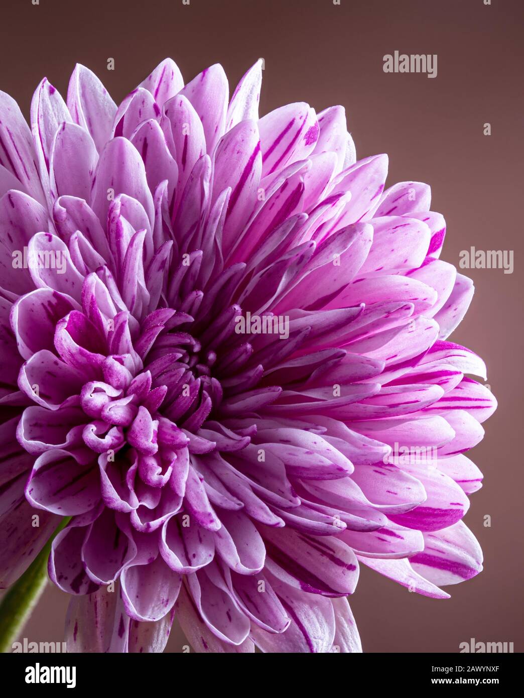 Nahaufnahme einer schönen lilafarbenen Chrysanthemumblume auf braunem Grund Stockfoto