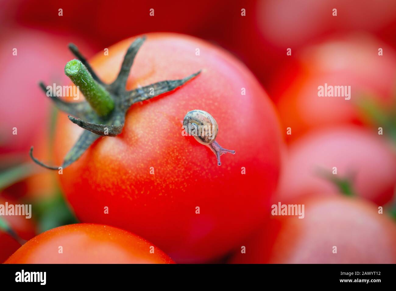 Detail von Bio-roten Kirschtomaten - Solanum lycopersicum - mit einer kleinen Schnecke darauf. Stockfoto