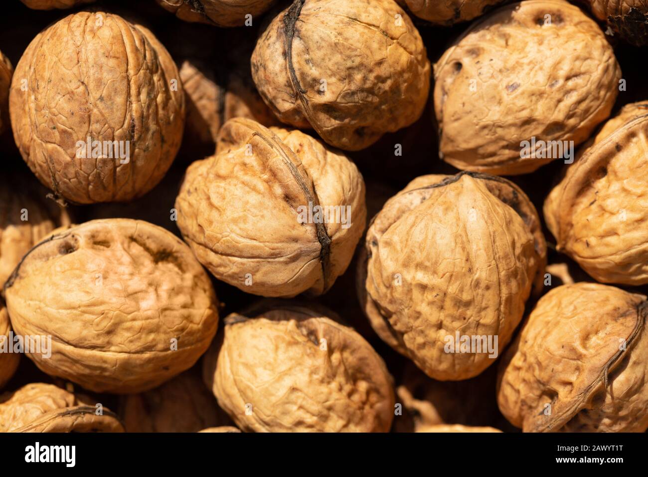 Viele geerntete Walnusssamen sammelten sich zum Verzehr, von oben gesehen in einer Spätsommersonne. Stockfoto