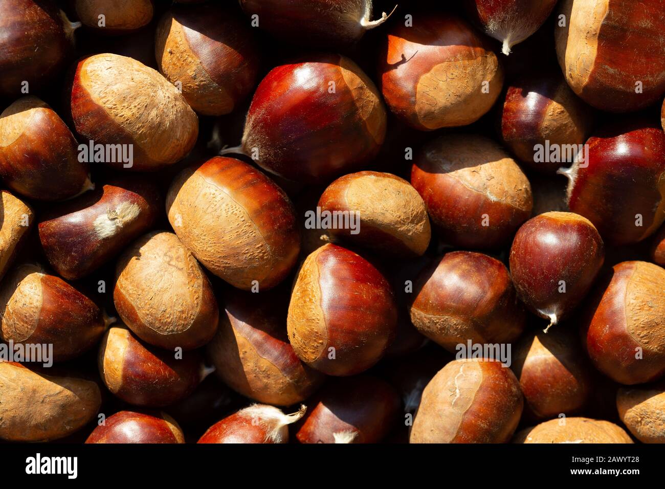 Viele geerntete Chestnuss-Samen sammelten sich zum Verzehr, von oben gesehen in der Sommersonne. Stockfoto