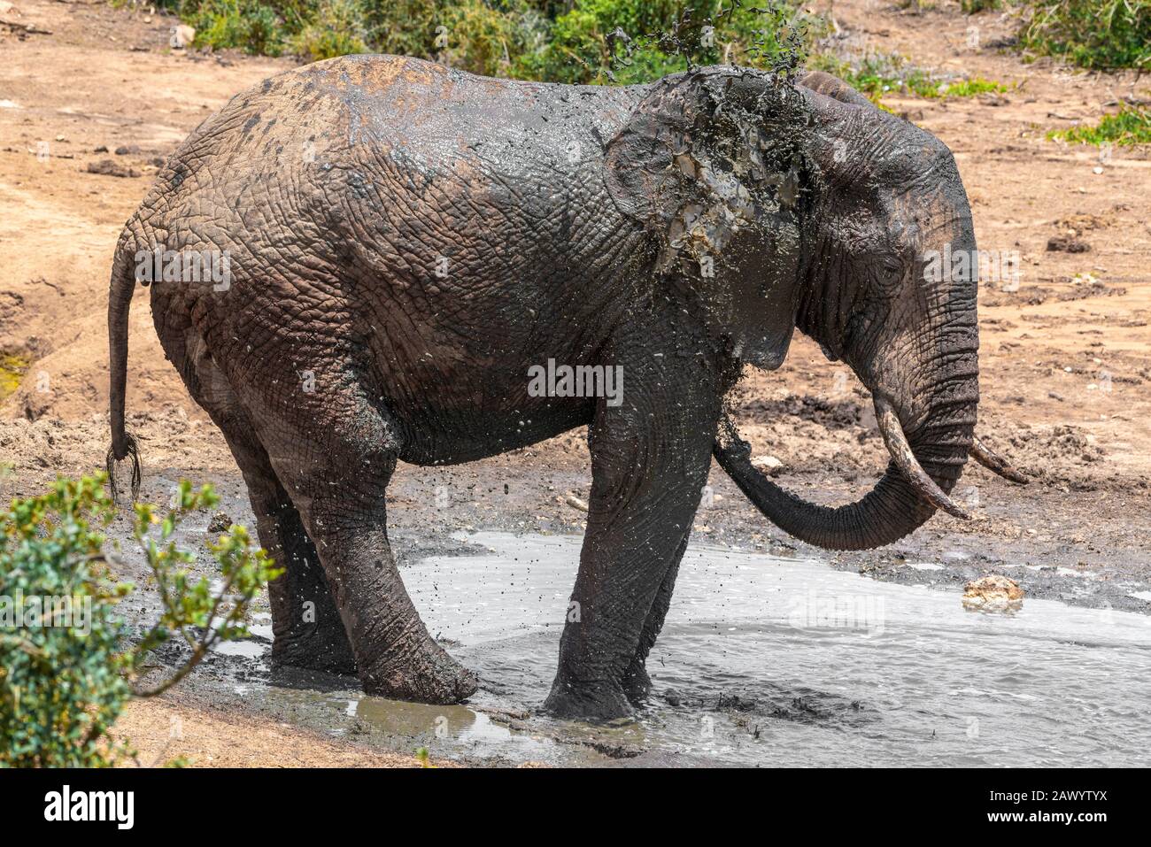Afrikanischer Elefant an einem sehr heißen Tag, der sich mit schlammigem  Wasser bedeckt, um sich abzukühlen und als Sonnenschutz zu fungieren, Addo  Elephant National Park, Südafrika Stockfotografie - Alamy