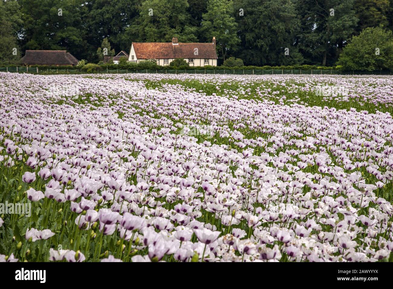 Schönes Feld von rosa Mohnblumen Oxfordshire, Großbritannien und ein Bauernhaus im Hintergrund Stockfoto