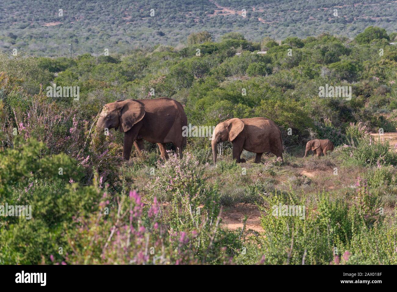 Afrikanische Elefantenmutter und junge Menschen weiden auf üppiger Vegetation im Addo Elephant National Park, Ostkaper, Südafrika Stockfoto