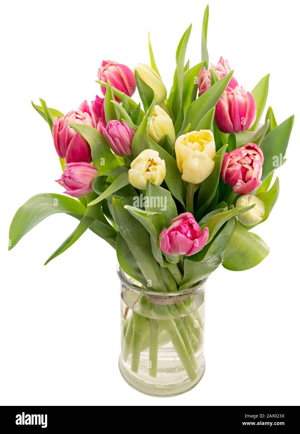 Schöne, frische, rosafarbene und gelbe Tulpen in einer Vase, isoliert auf weißem Hintergrund Stockfoto
