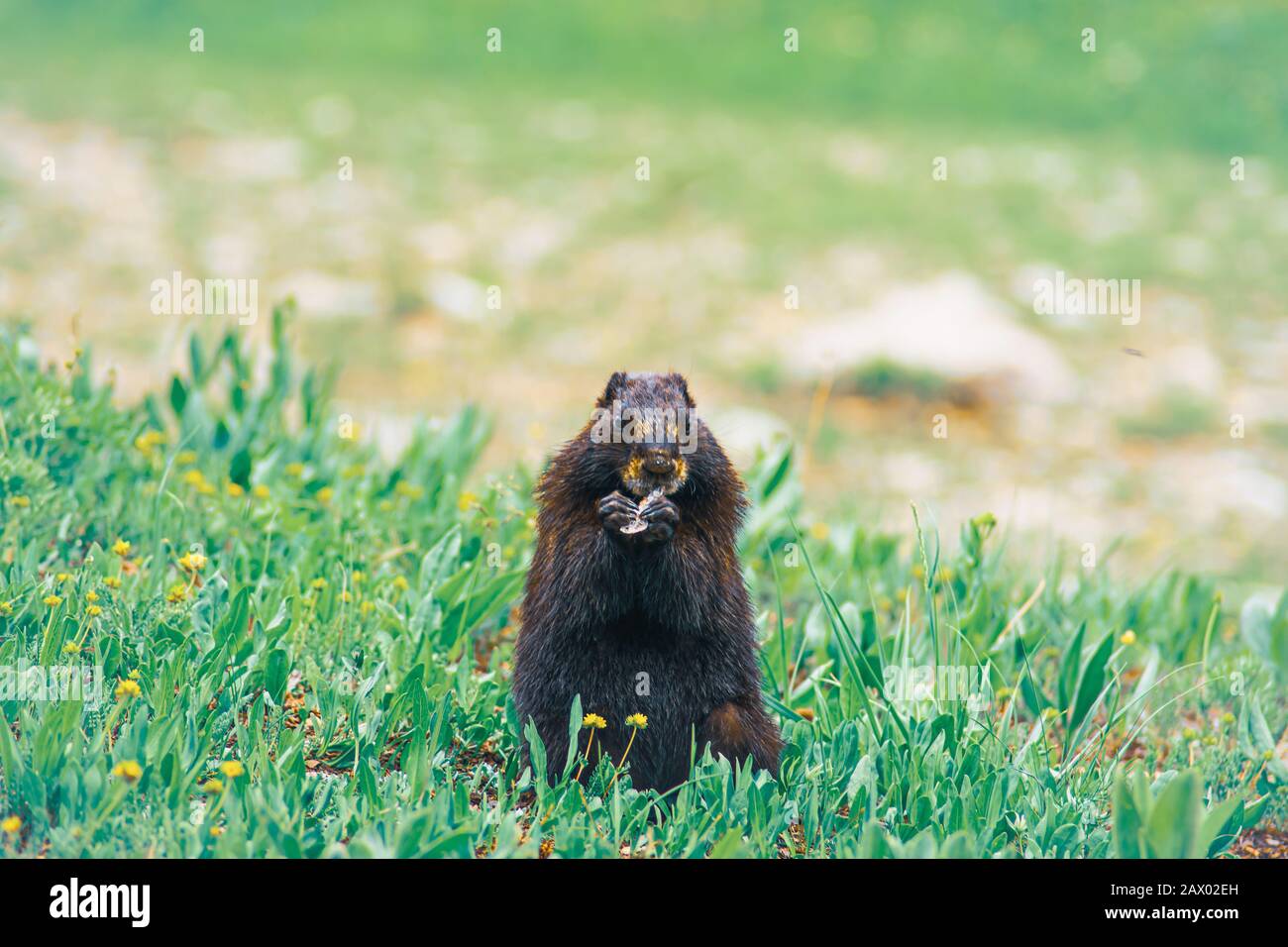 Nahaufnahme eines niedlichen schwarzen Chipmunk auf der sitzen Grünes Gras Stockfoto