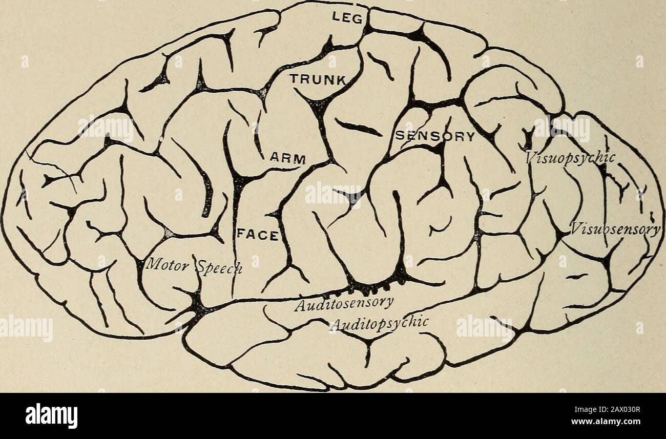 Nervöse und psychische Erkrankungen . wir können sehen, dass alle Skelettmuskelgruppen vertreten sind.Solche Umrisse müssen eher als suggestiv als tatsächlich genommen werden. Dies ist keine scharfe Grenze zwischen den angrenzenden Zentren und diesen Feldsoverlaps. Die Dippings der Sulci dienen auch dazu, die Sharplimitationen der kortikalen Bereiche zu stören und die experimentelle Stim-Regulierung einzelner Bewegungen zu behindern. Jede muskuläre Bewegung, ap-parent, hat einen Locus von Haupt- oder Hauptdarstellung im Cortex, aber eine solche Bewegung ist so mit anderen Koordinatenbewegungen umwickelt, und so weit verwandt funktionell, Stockfoto